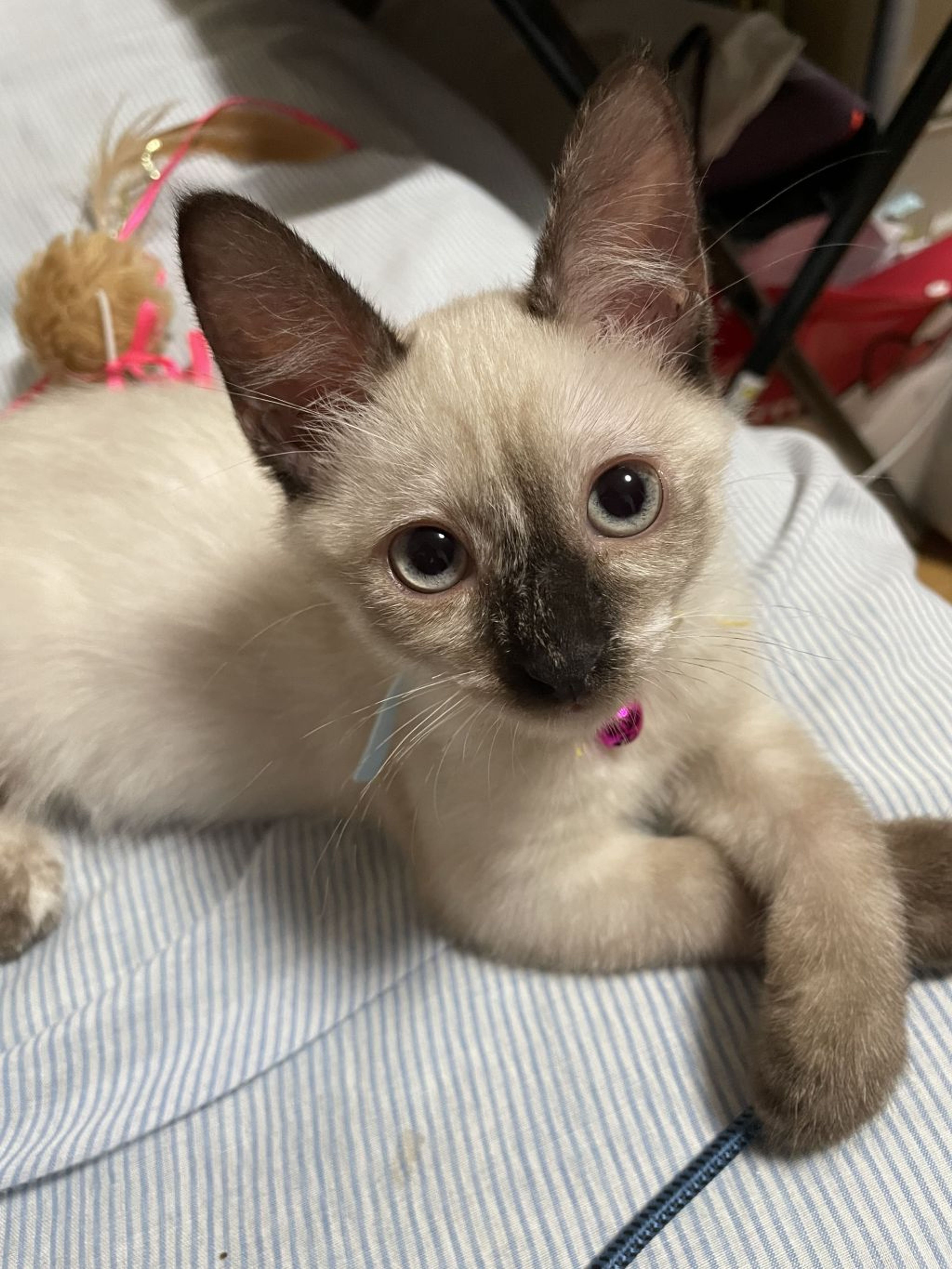 pet-image-2
