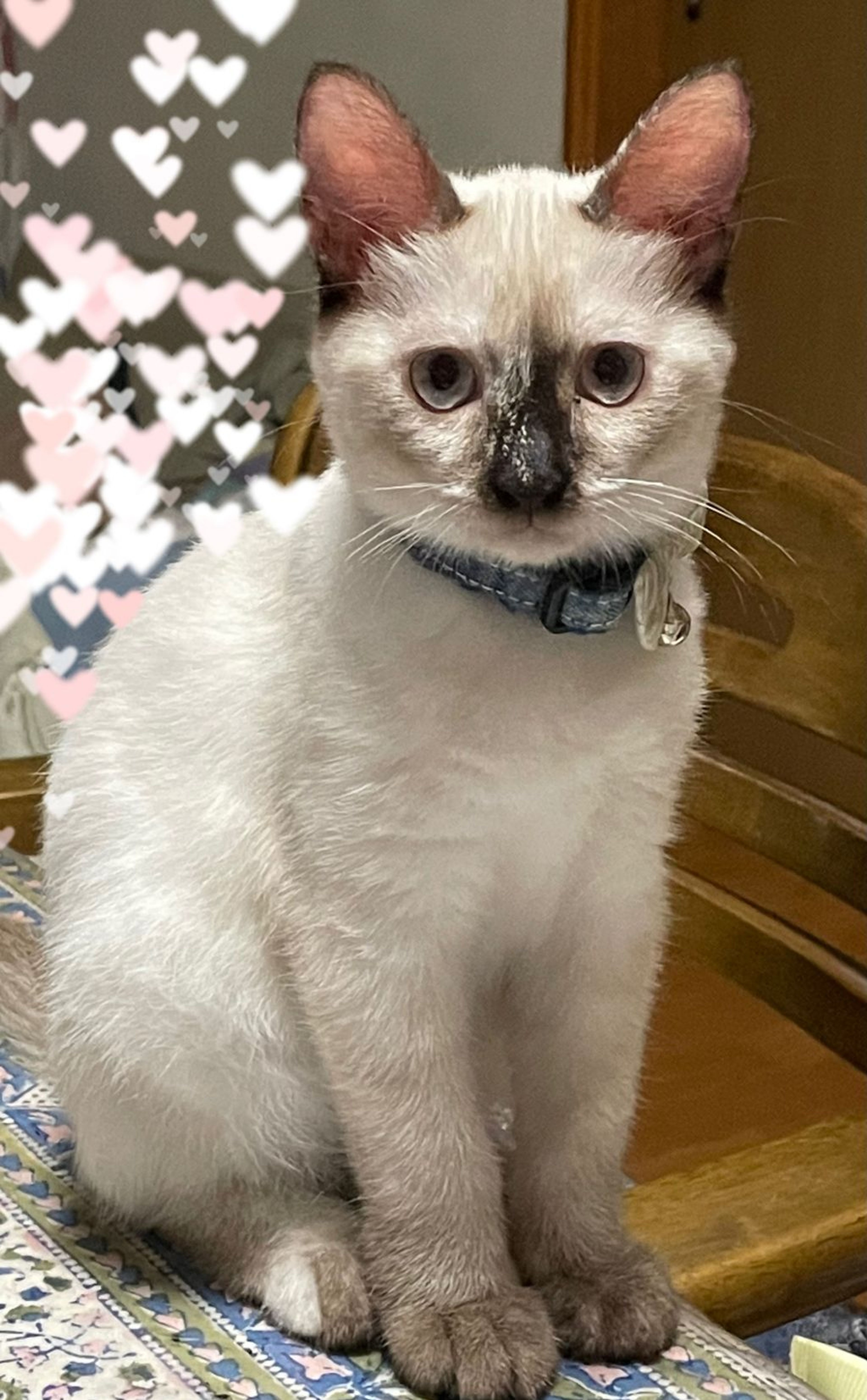 pet-image-4