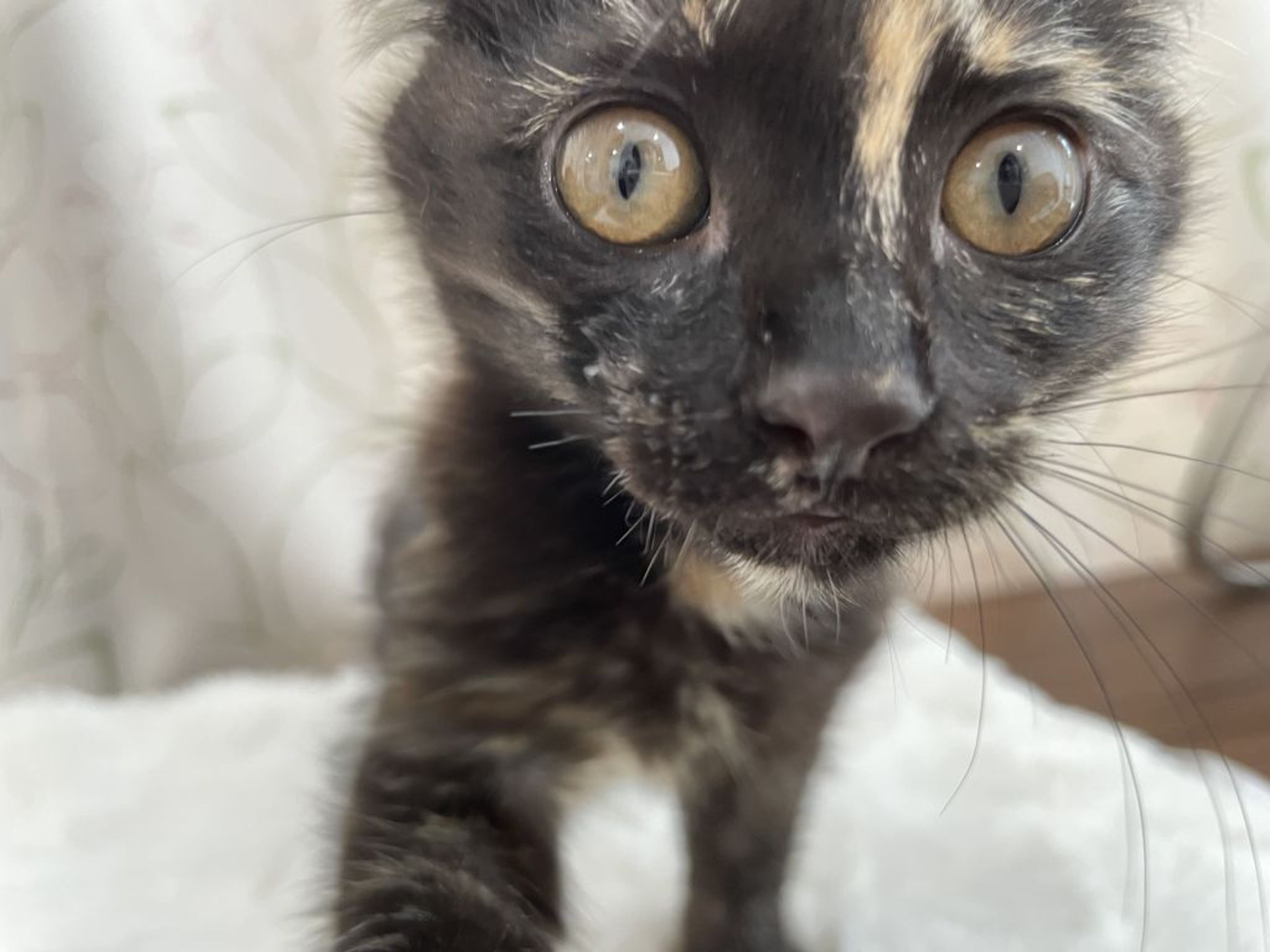 雑種（ミックス猫）・メスの里親募集の写真
