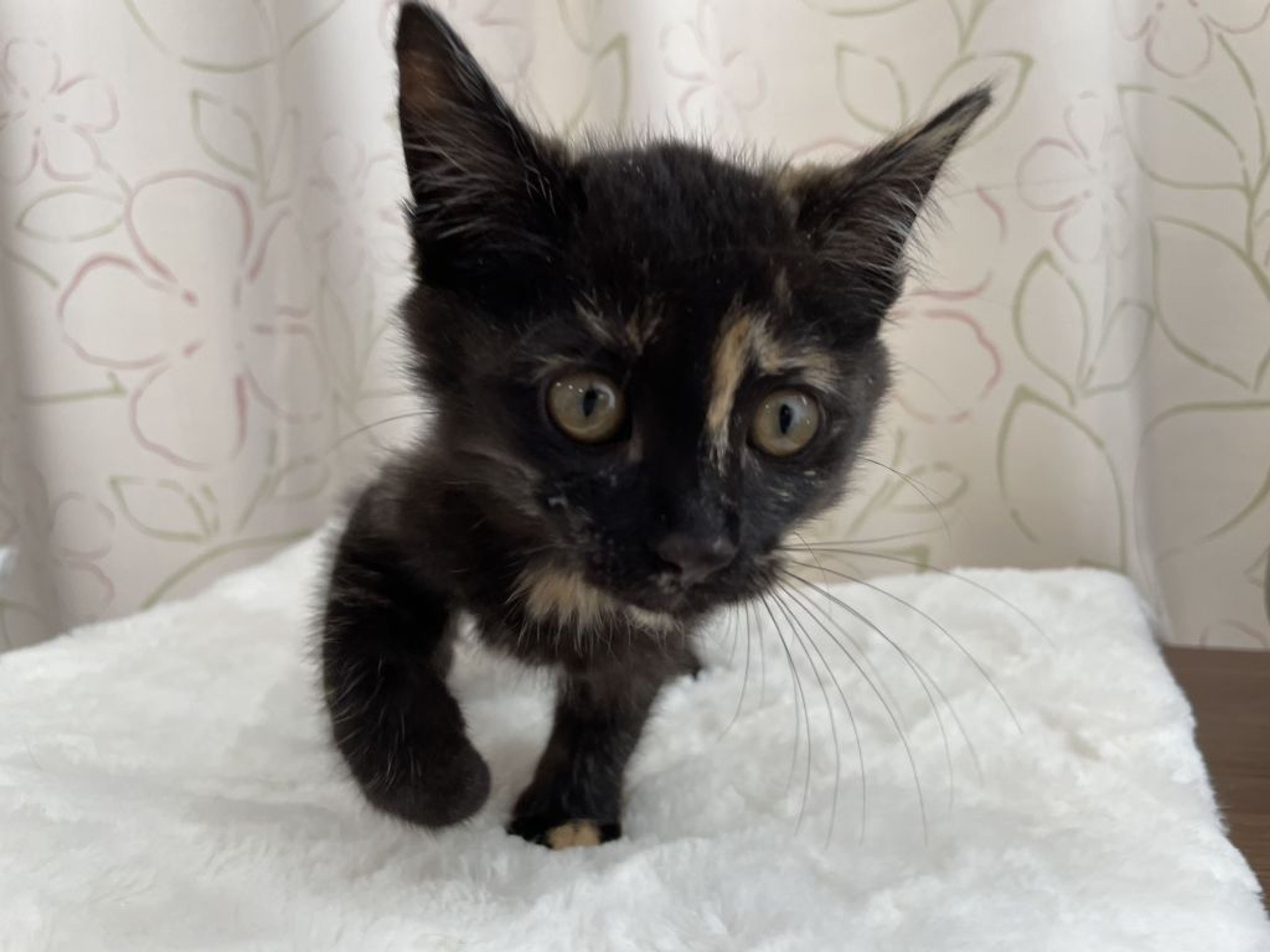pet-image-2