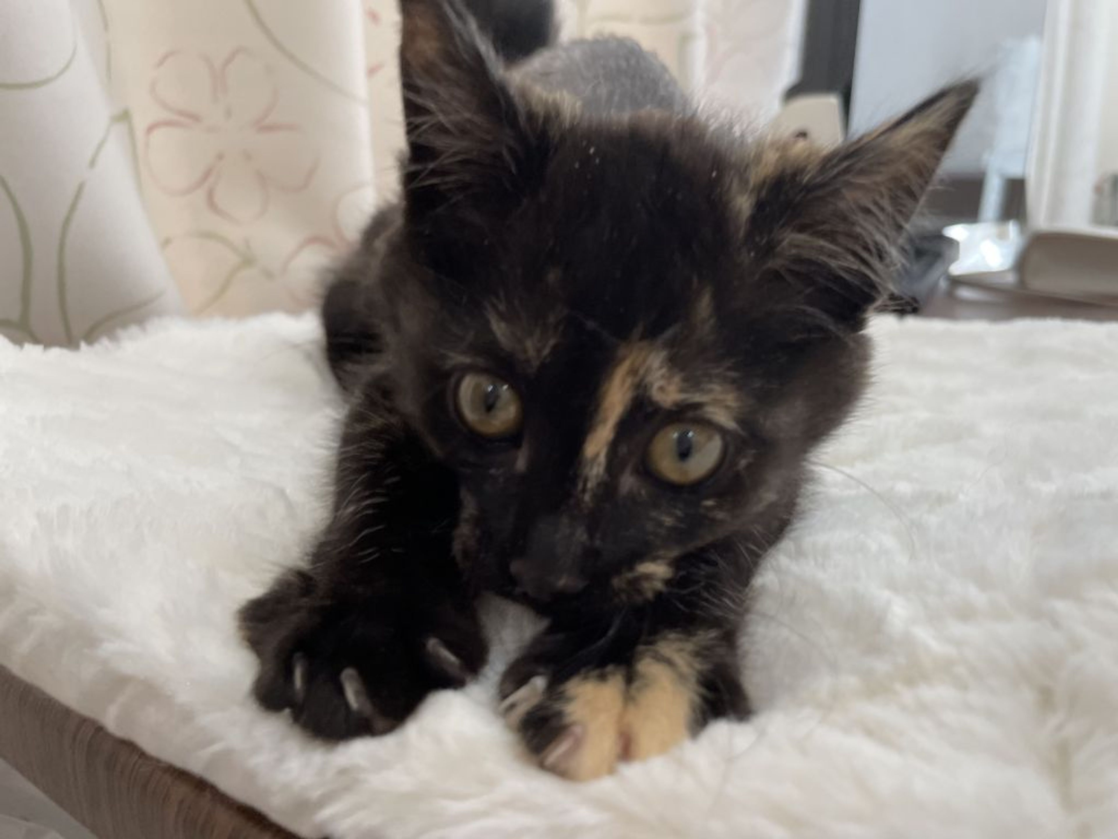 pet-image-3