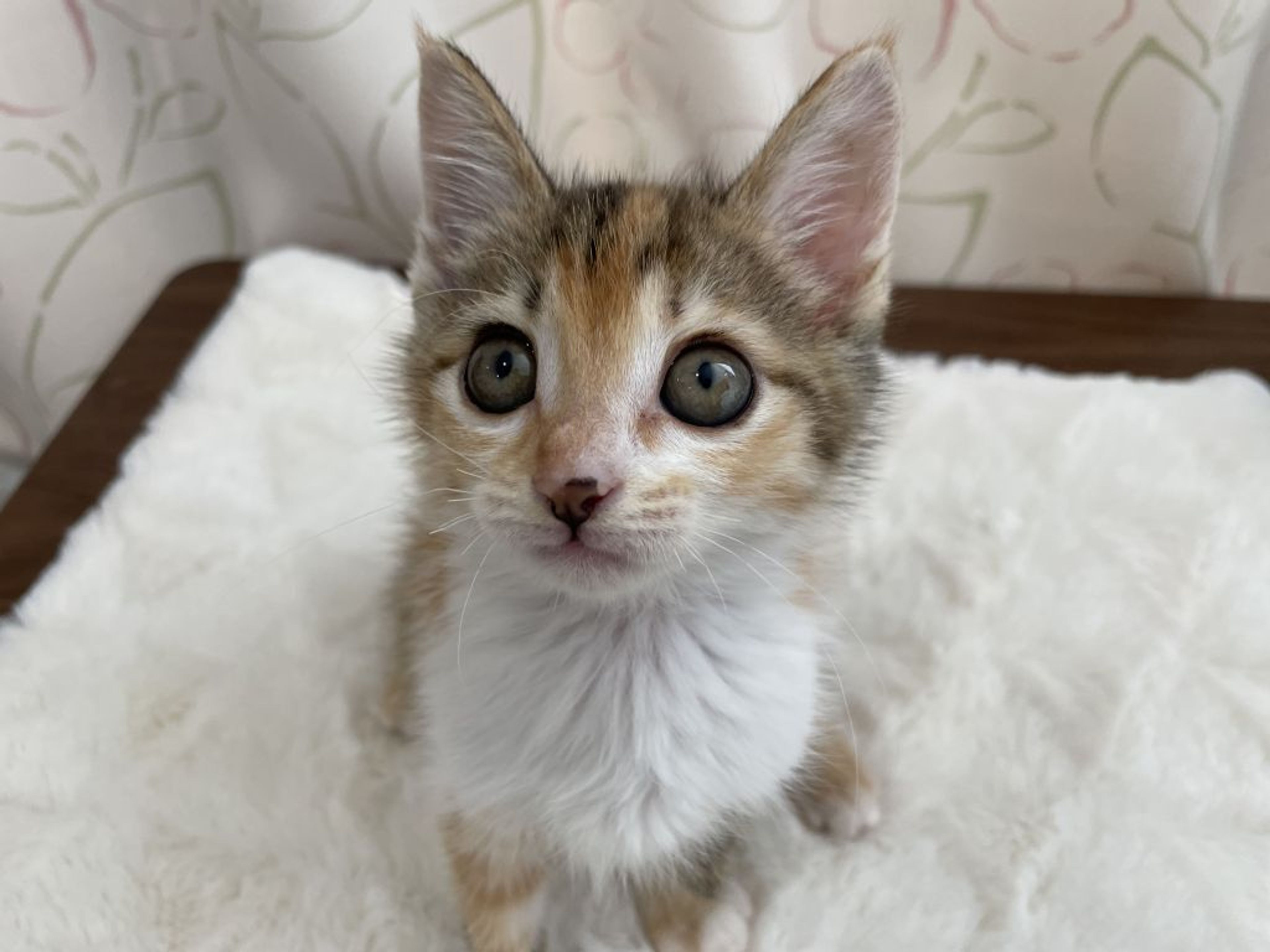 雑種（ミックス猫）・メスの里親募集の写真