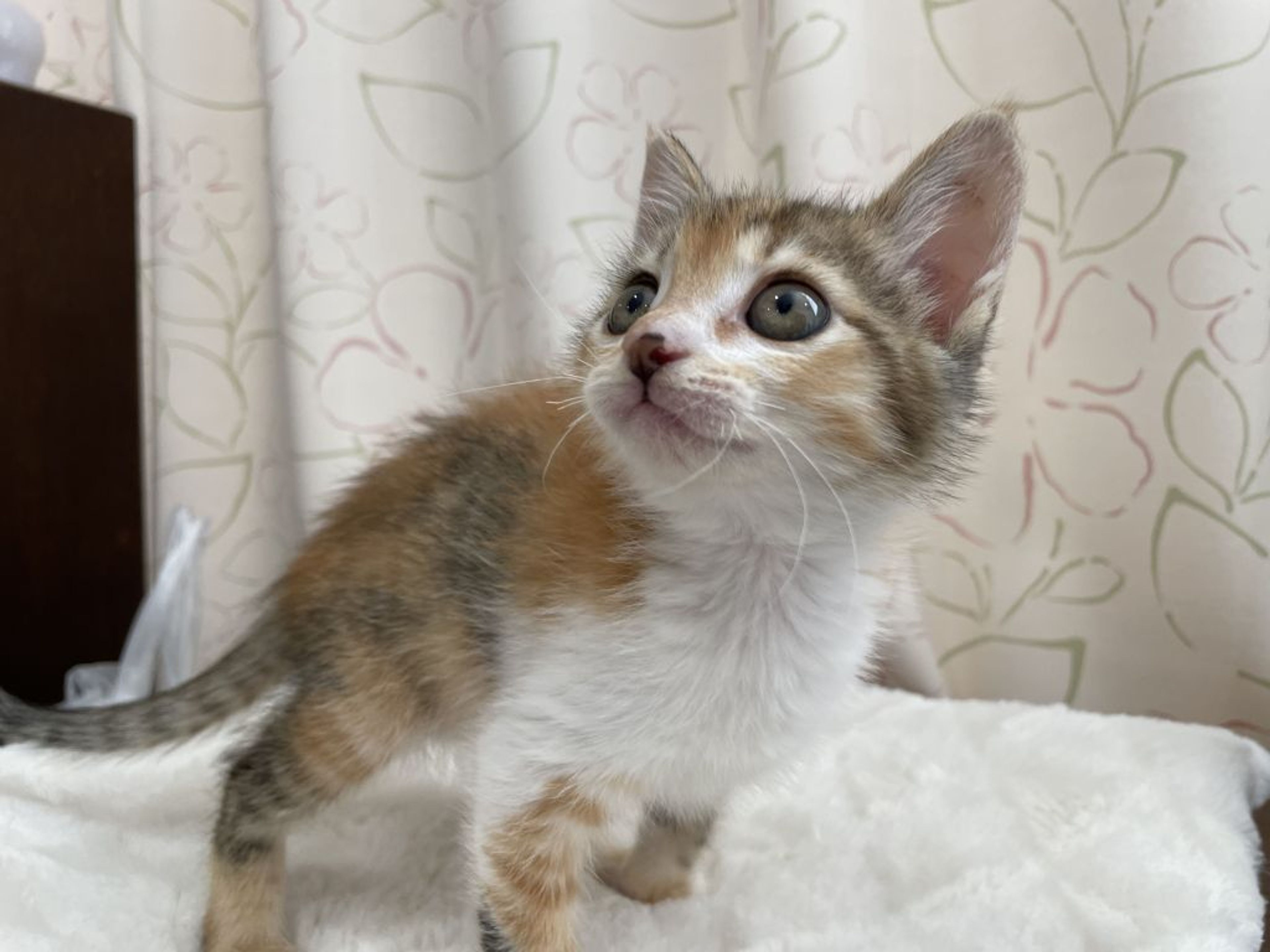 pet-image-2