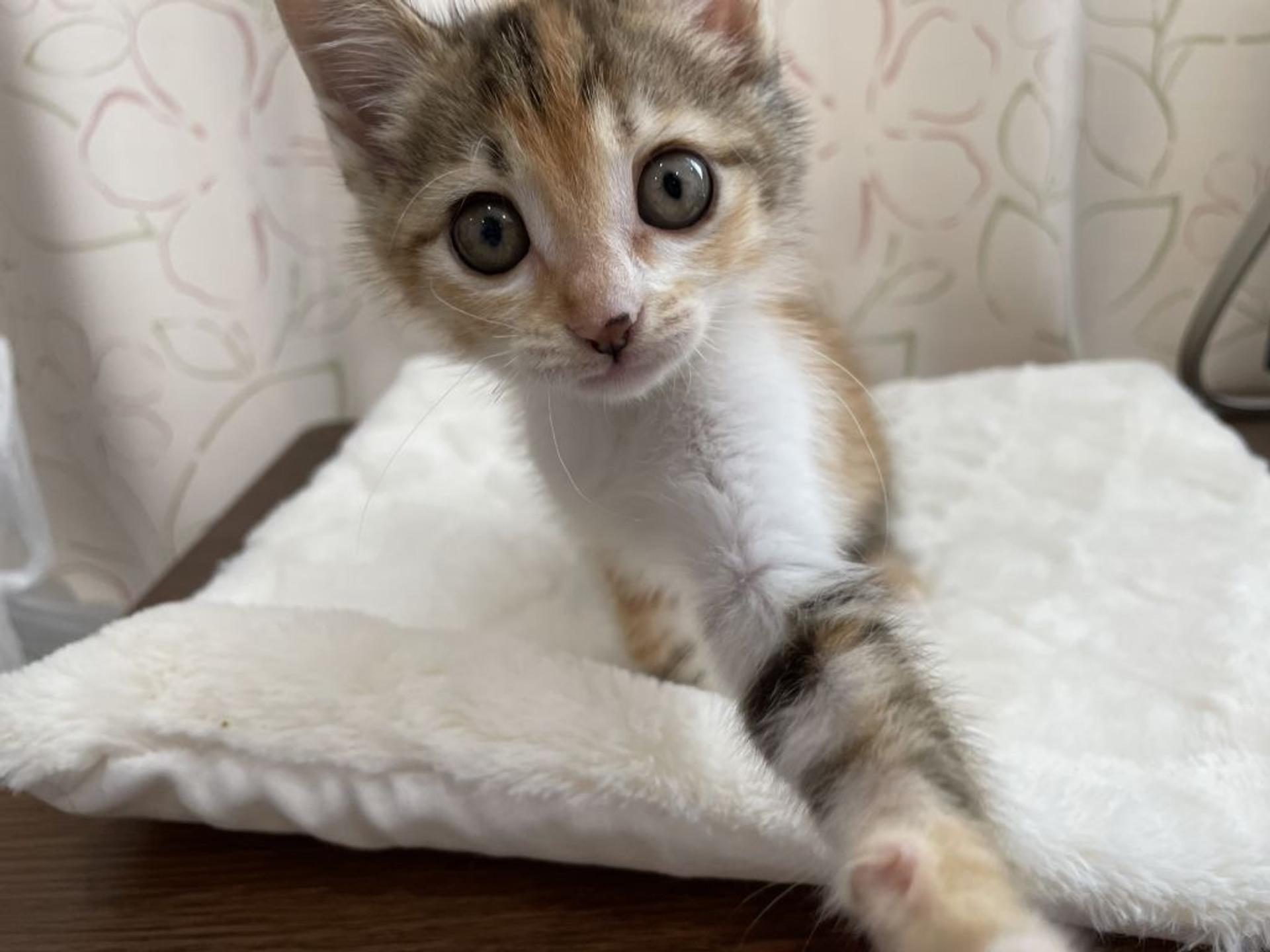 pet-image-4