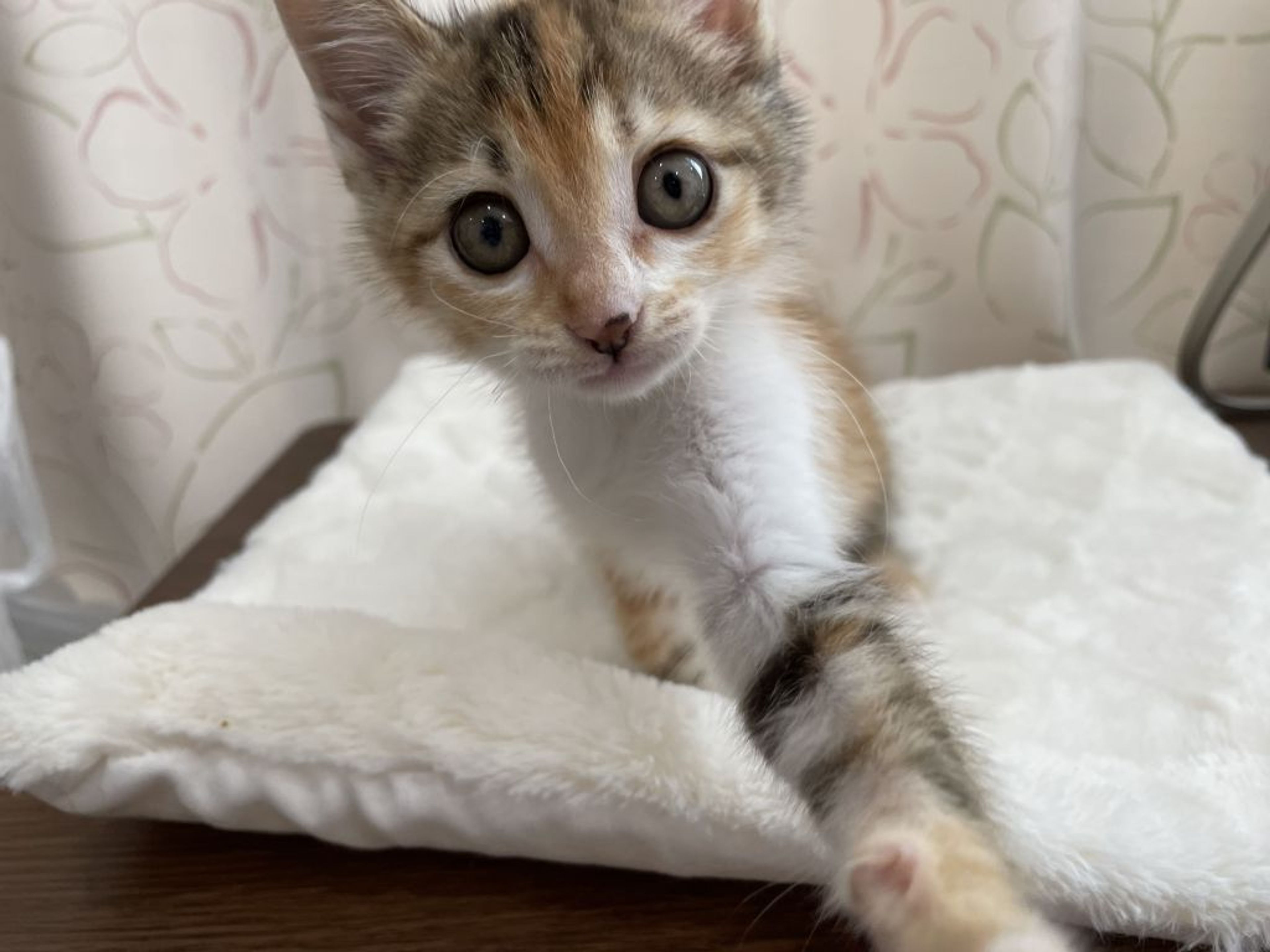 pet-image-4