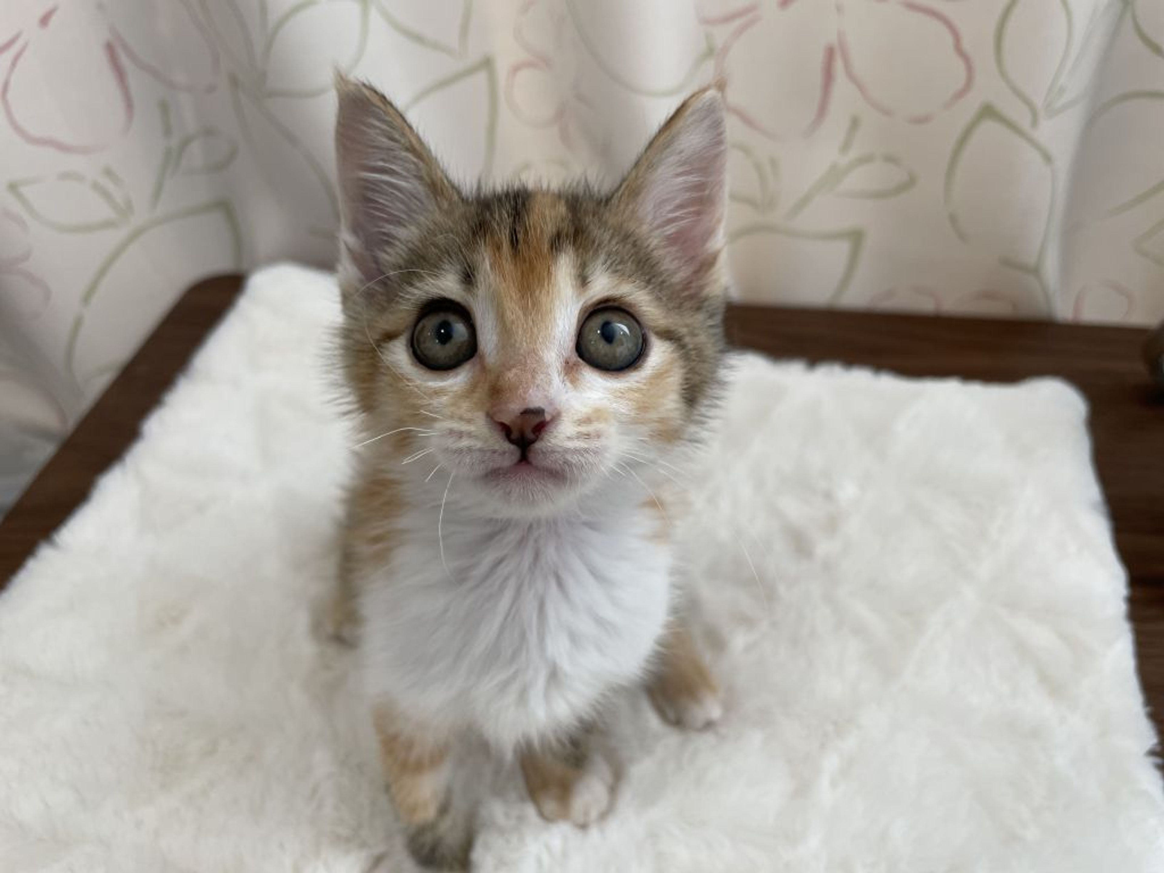pet-image-5
