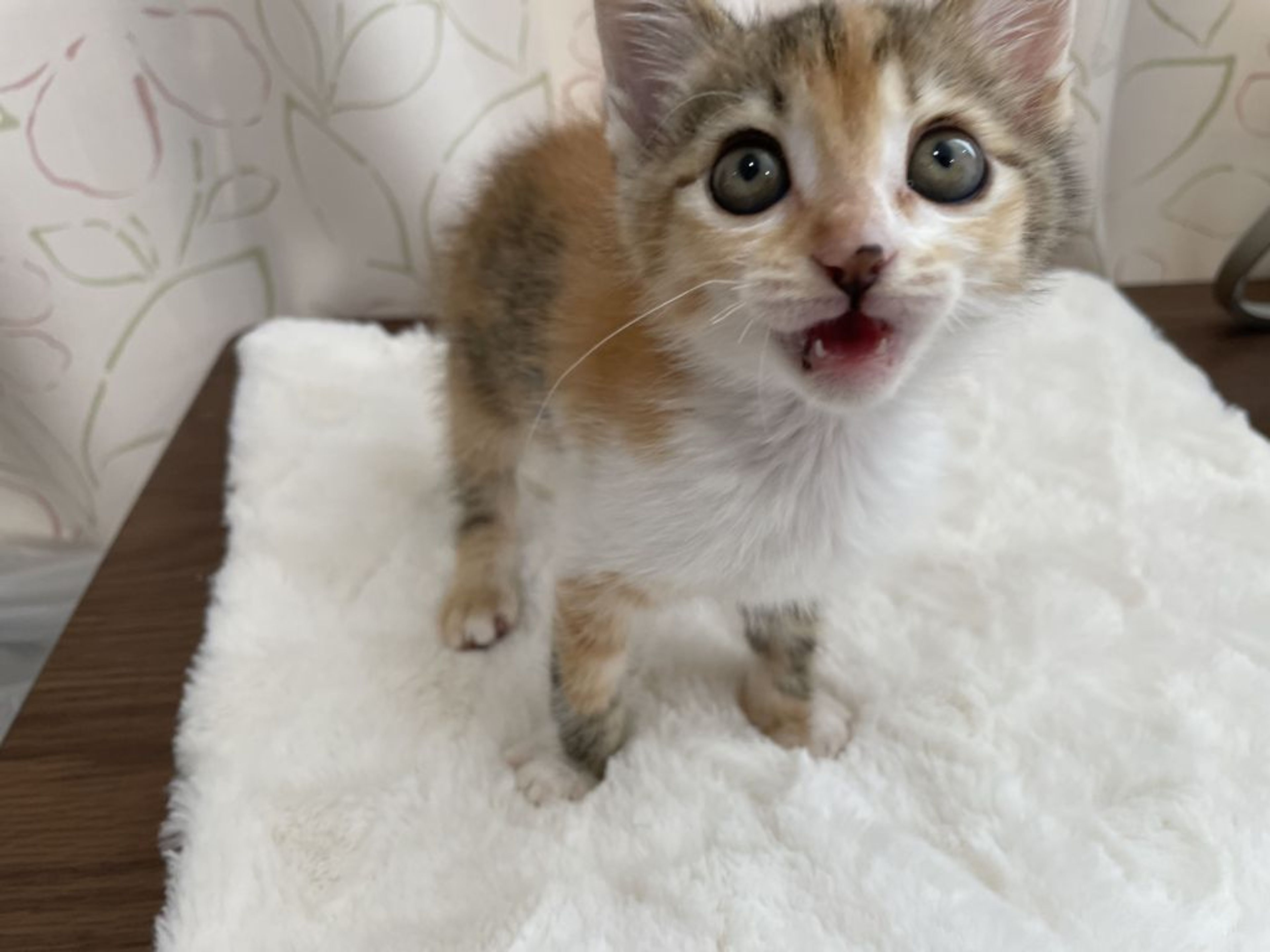 pet-image-6
