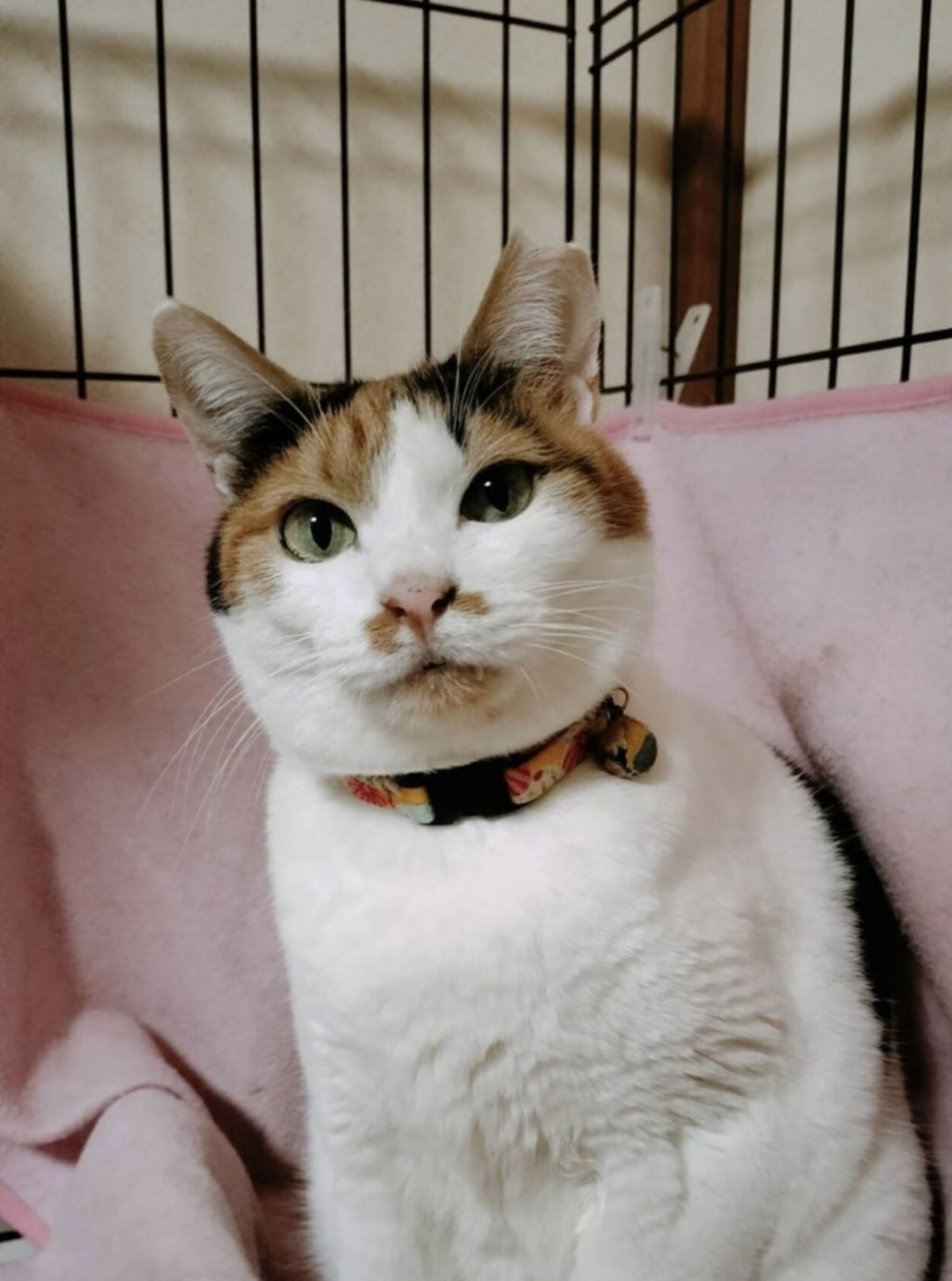雑種（ミックス猫）・メスの里親募集の写真