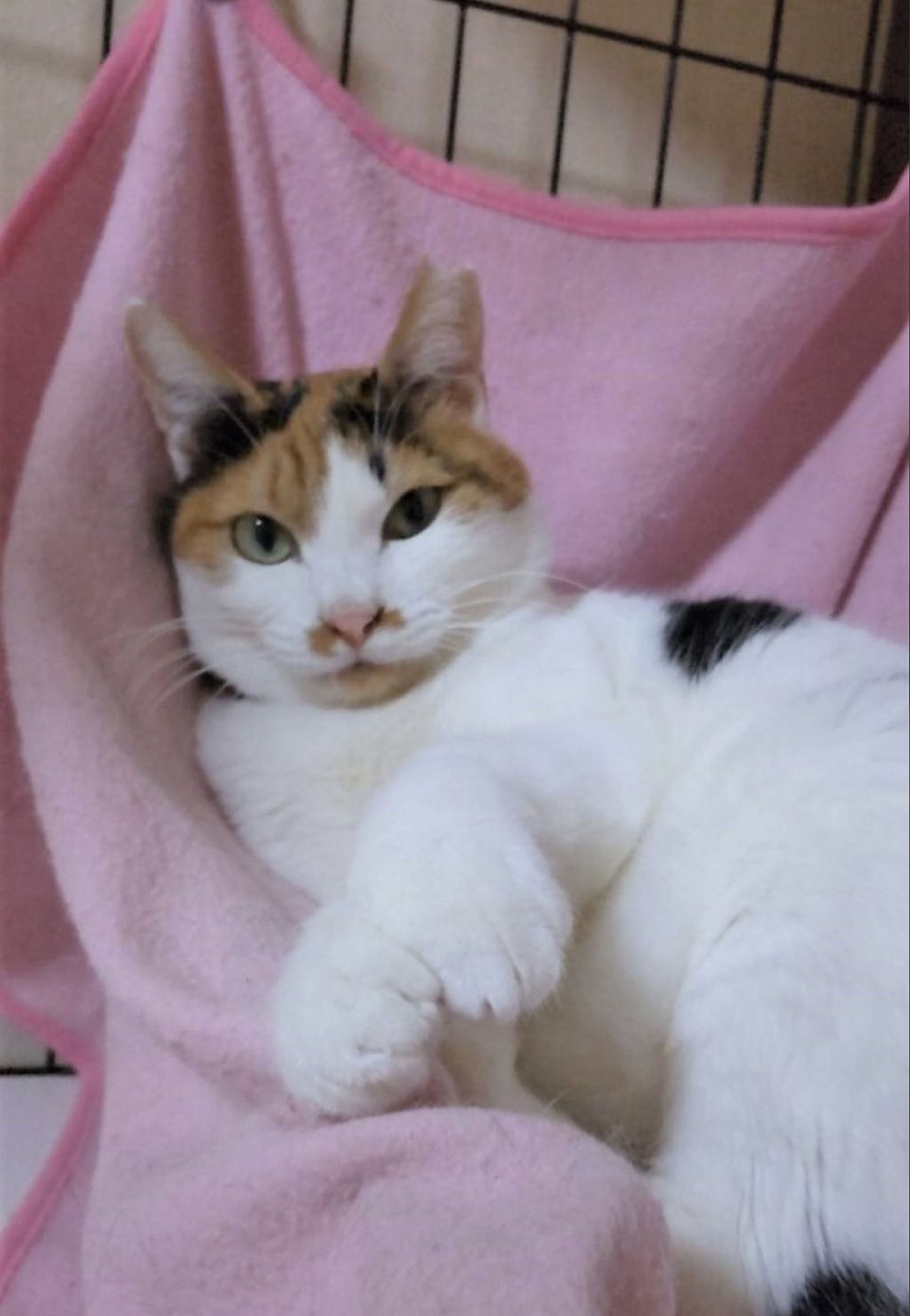 pet-image-2