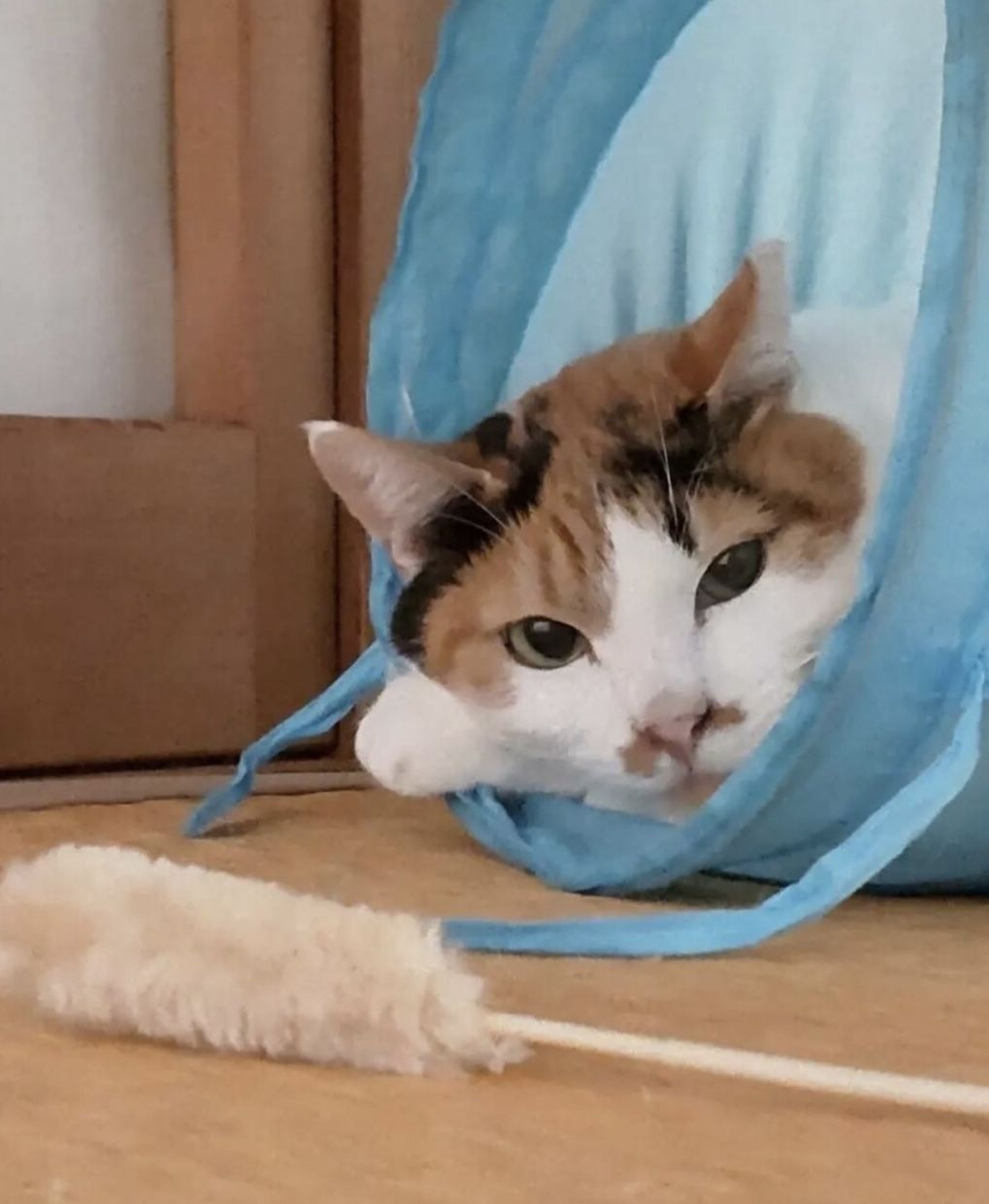 pet-image-3