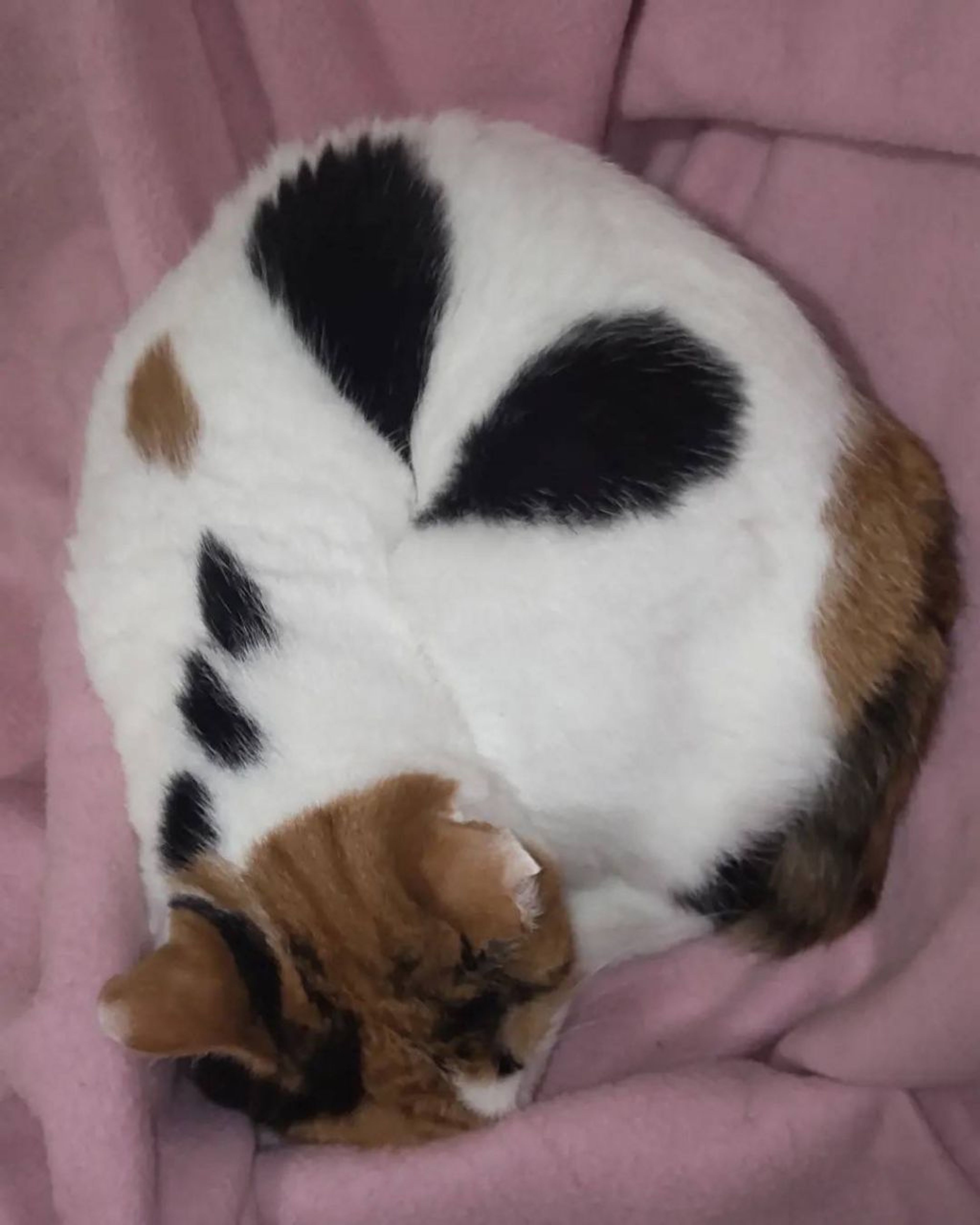 pet-image-4