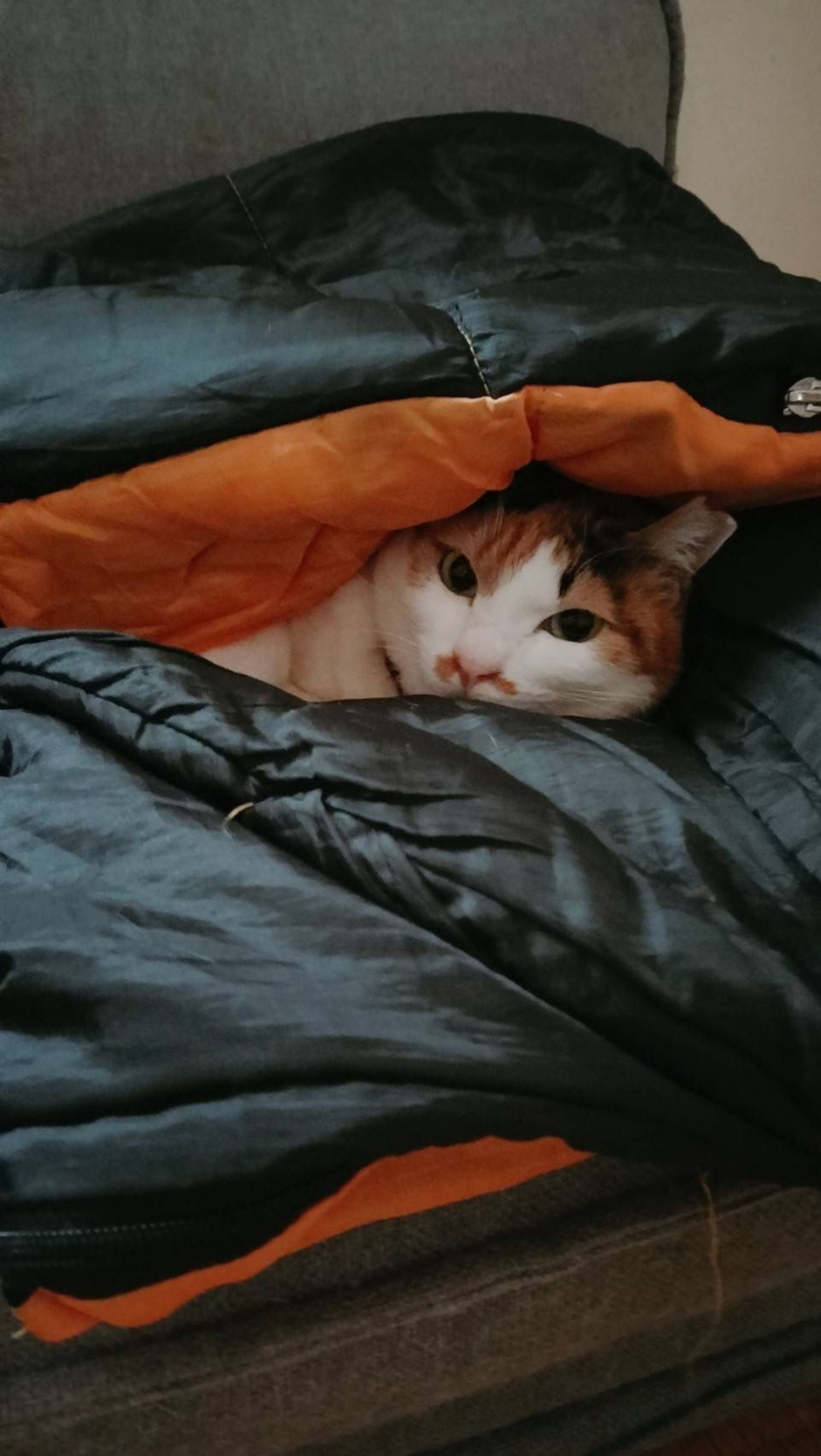 pet-image-5