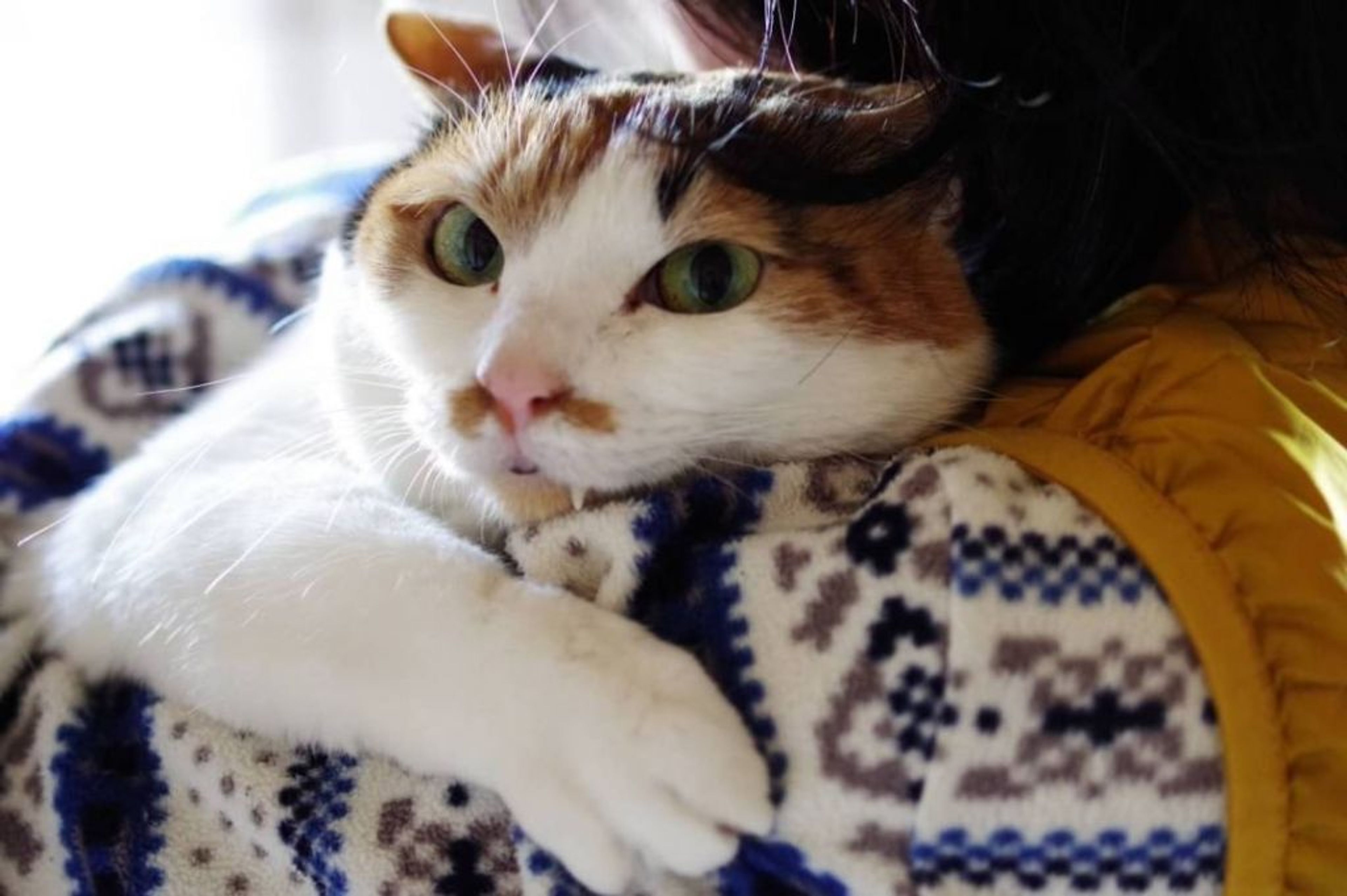 pet-image-6