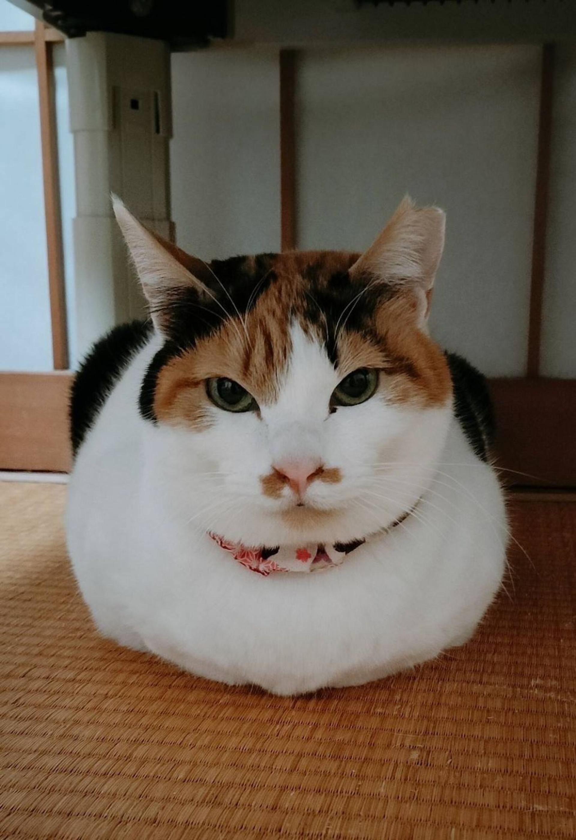 pet-image-7