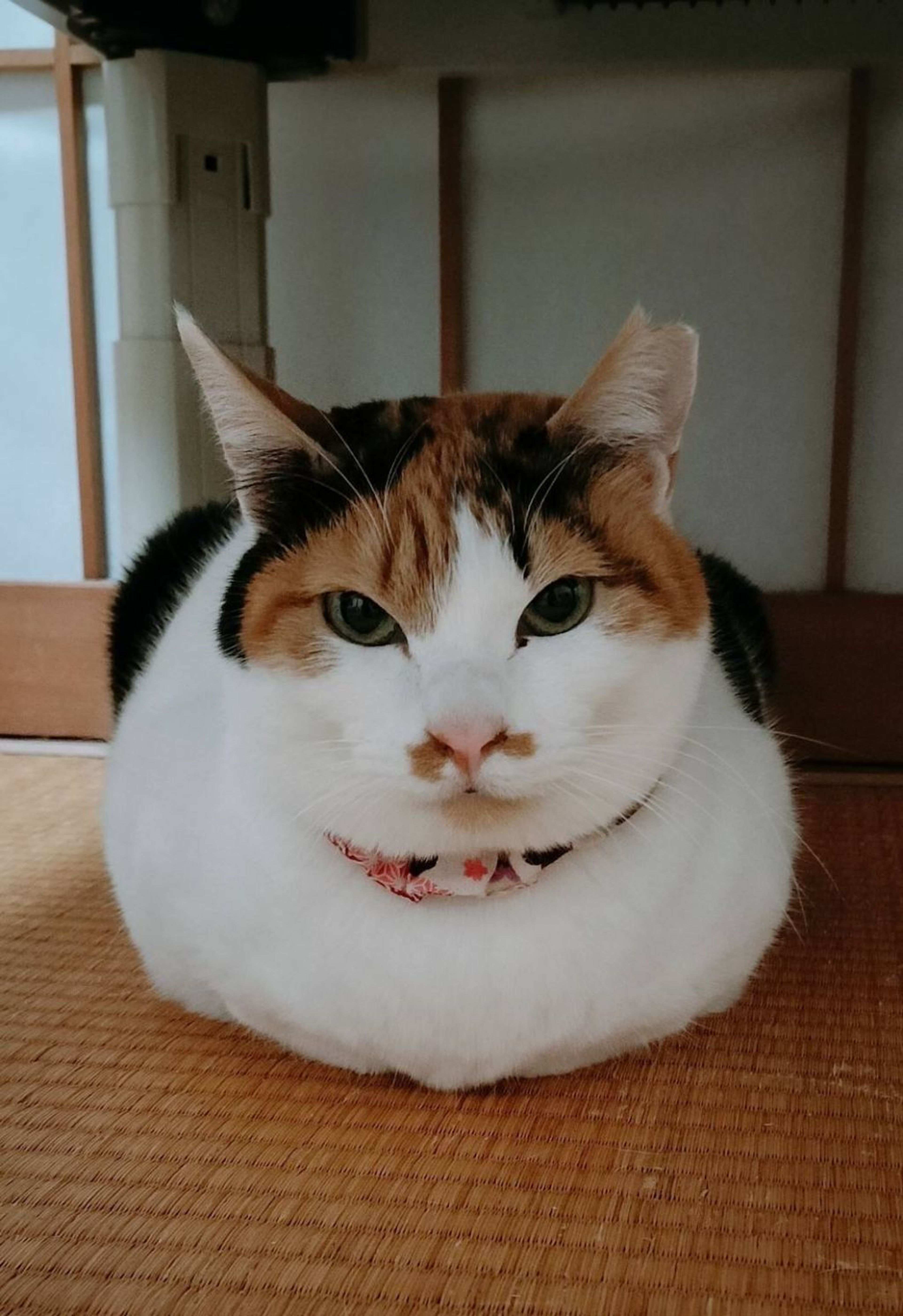 pet-image-7