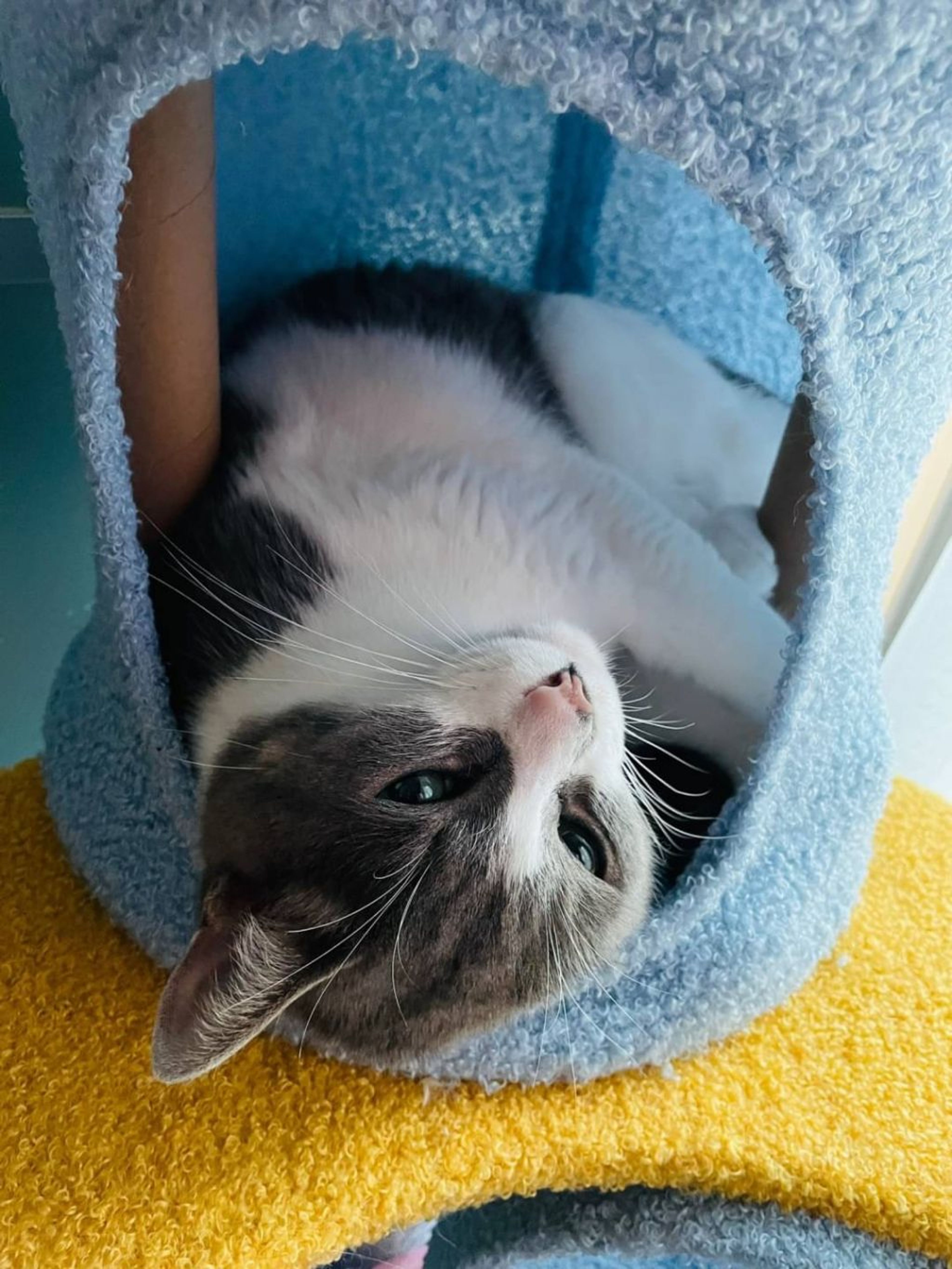 pet-image-2