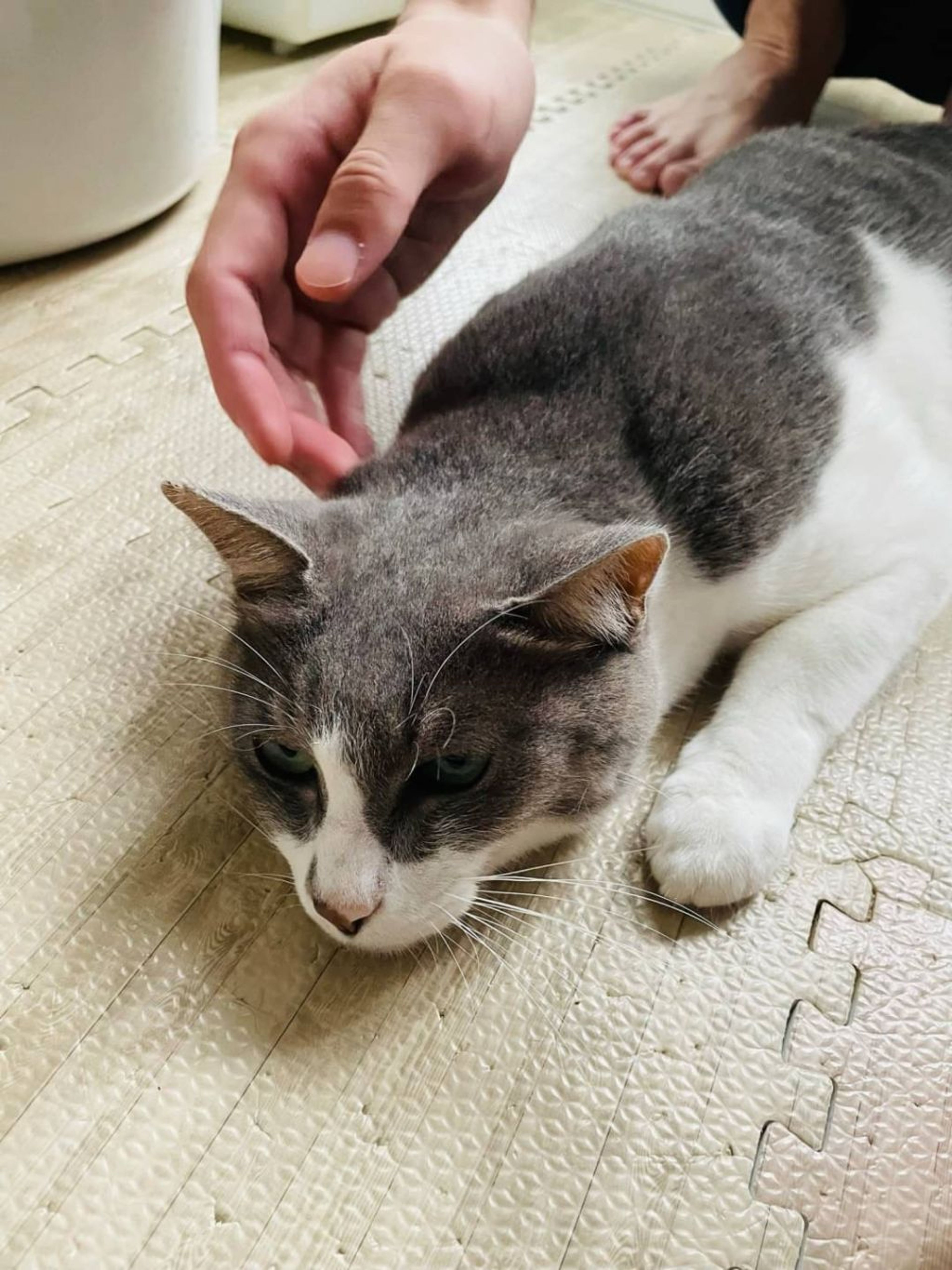 pet-image-3