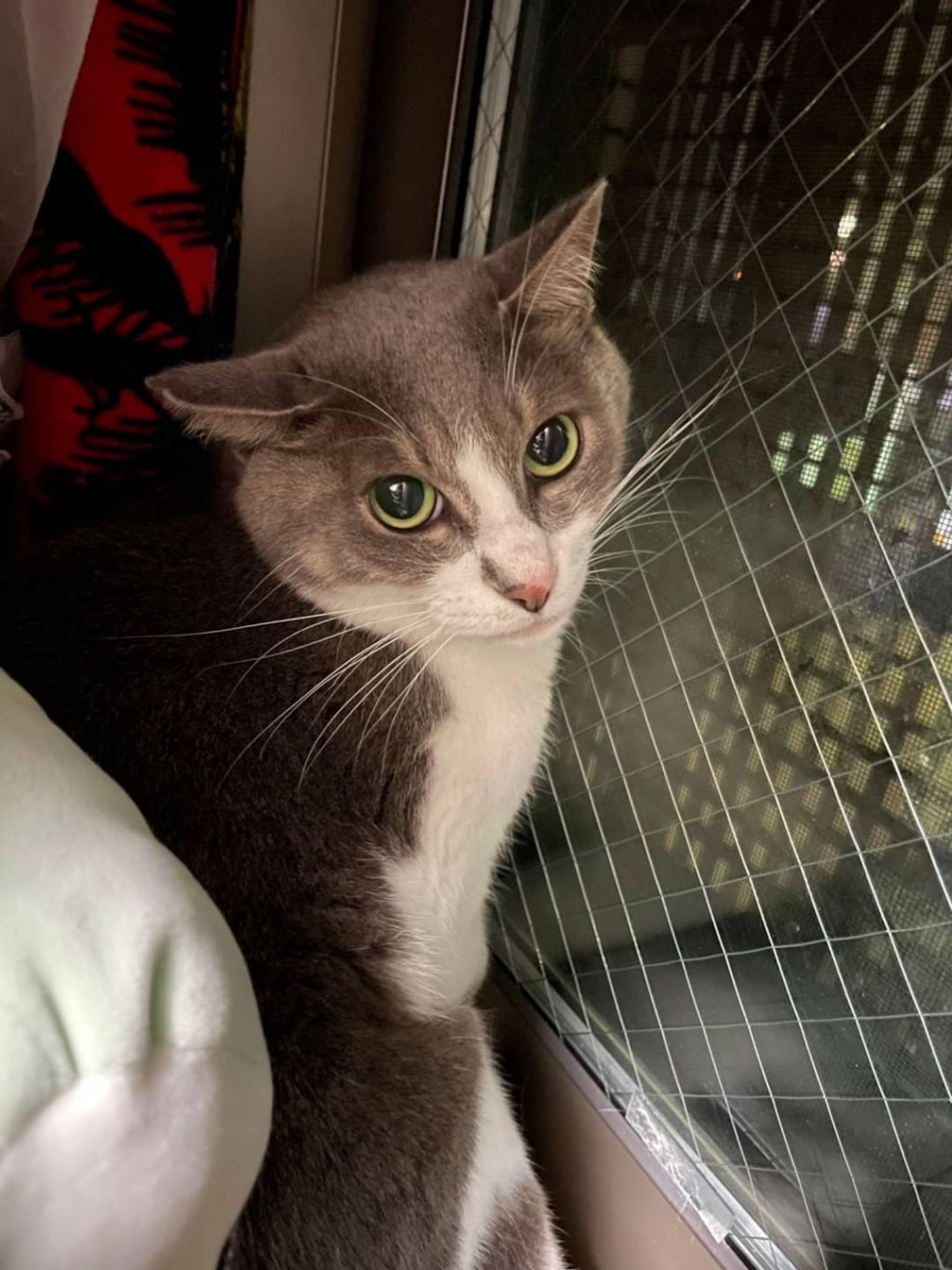 pet-image-4