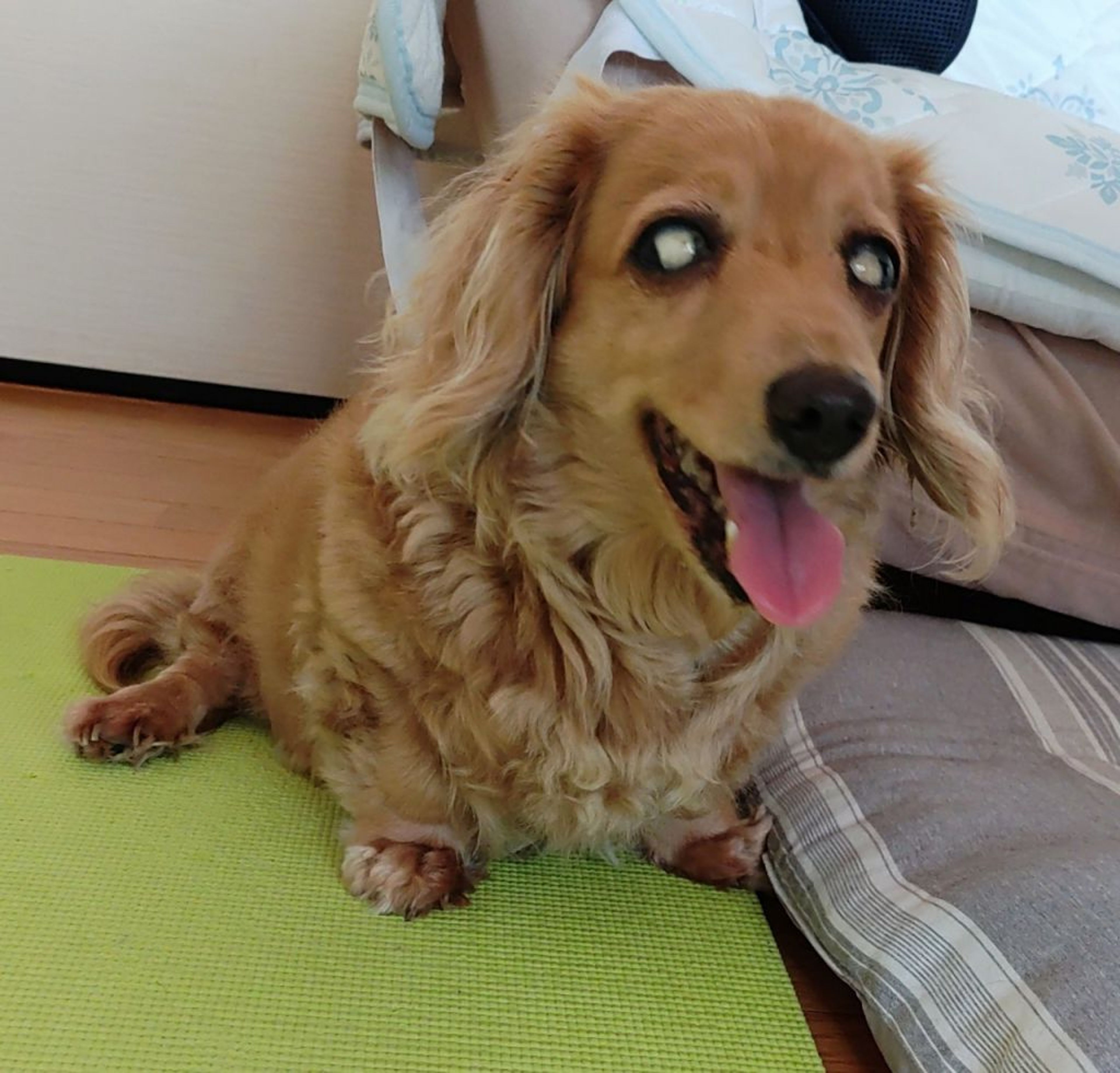 pet-image-5