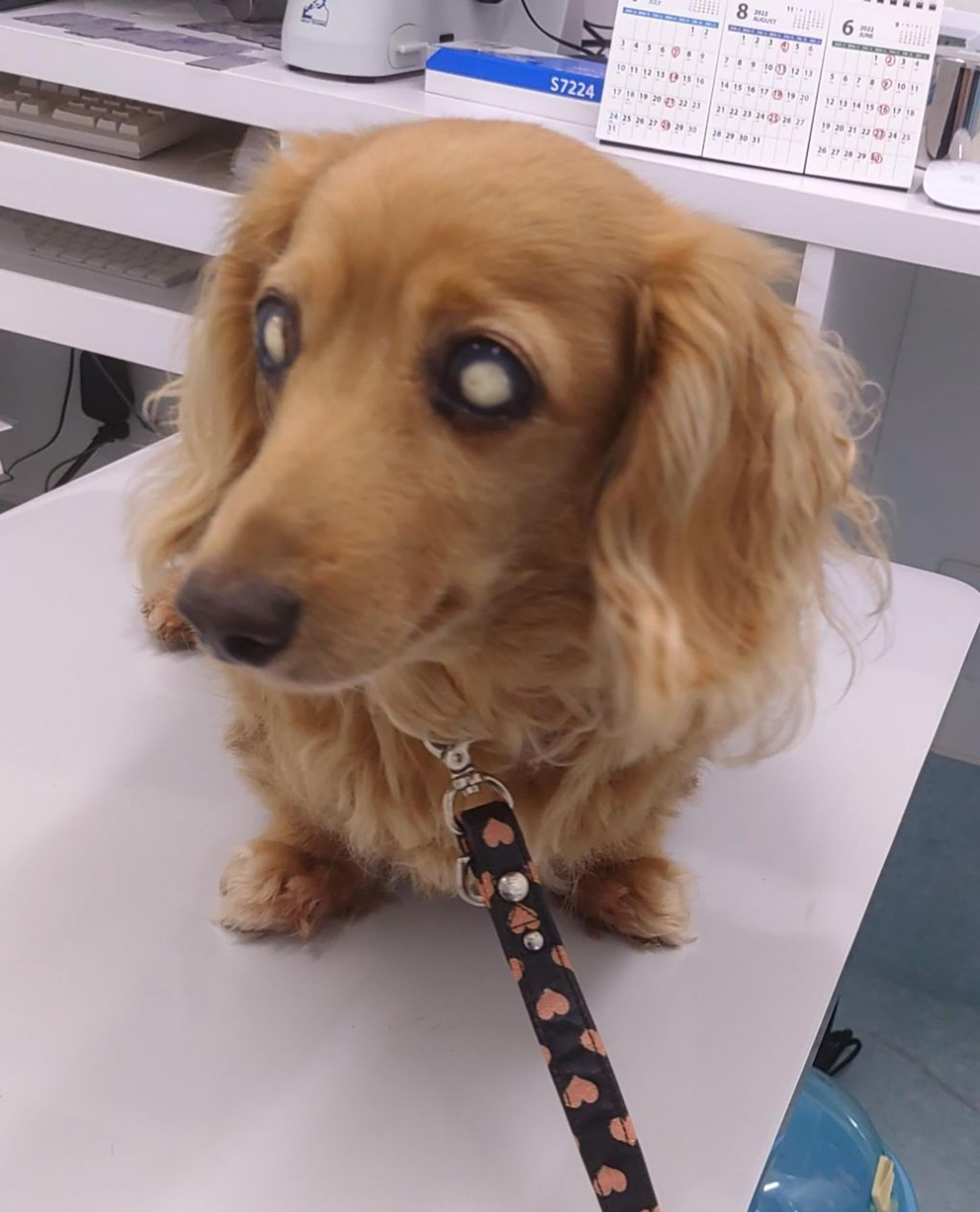 pet-image-7