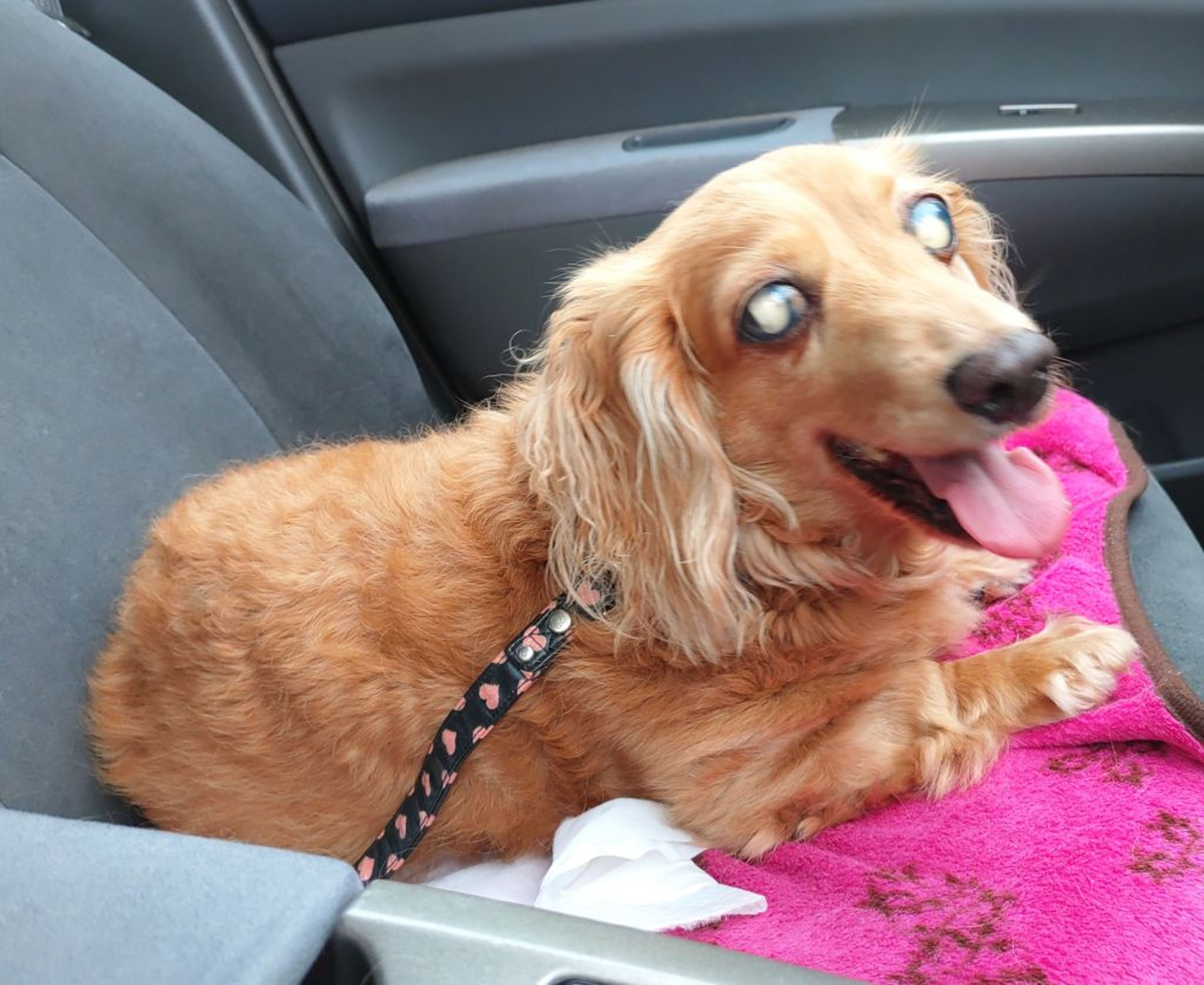 pet-image-9
