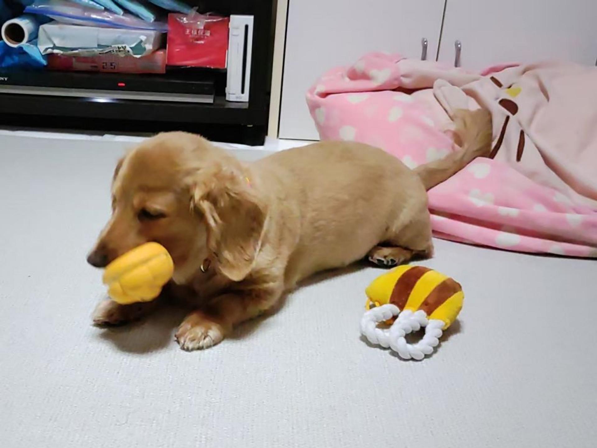 pet-image-4