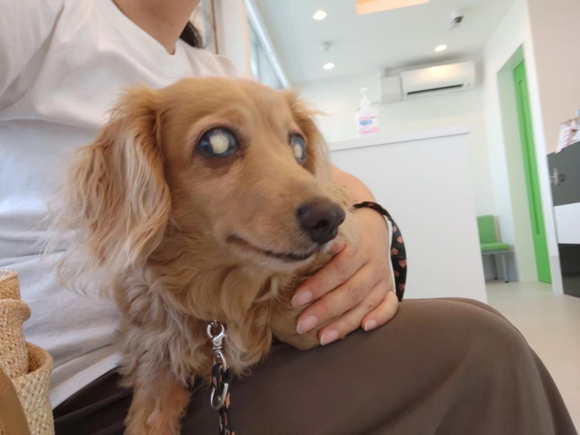 pet-image-8