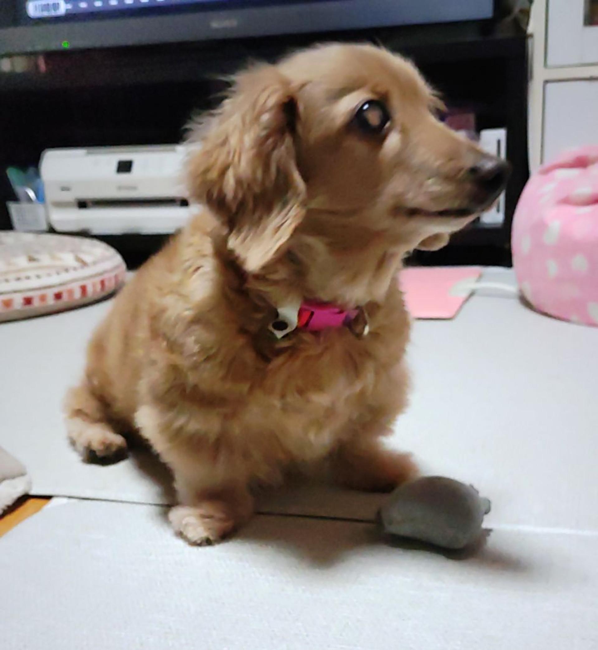 pet-image-2