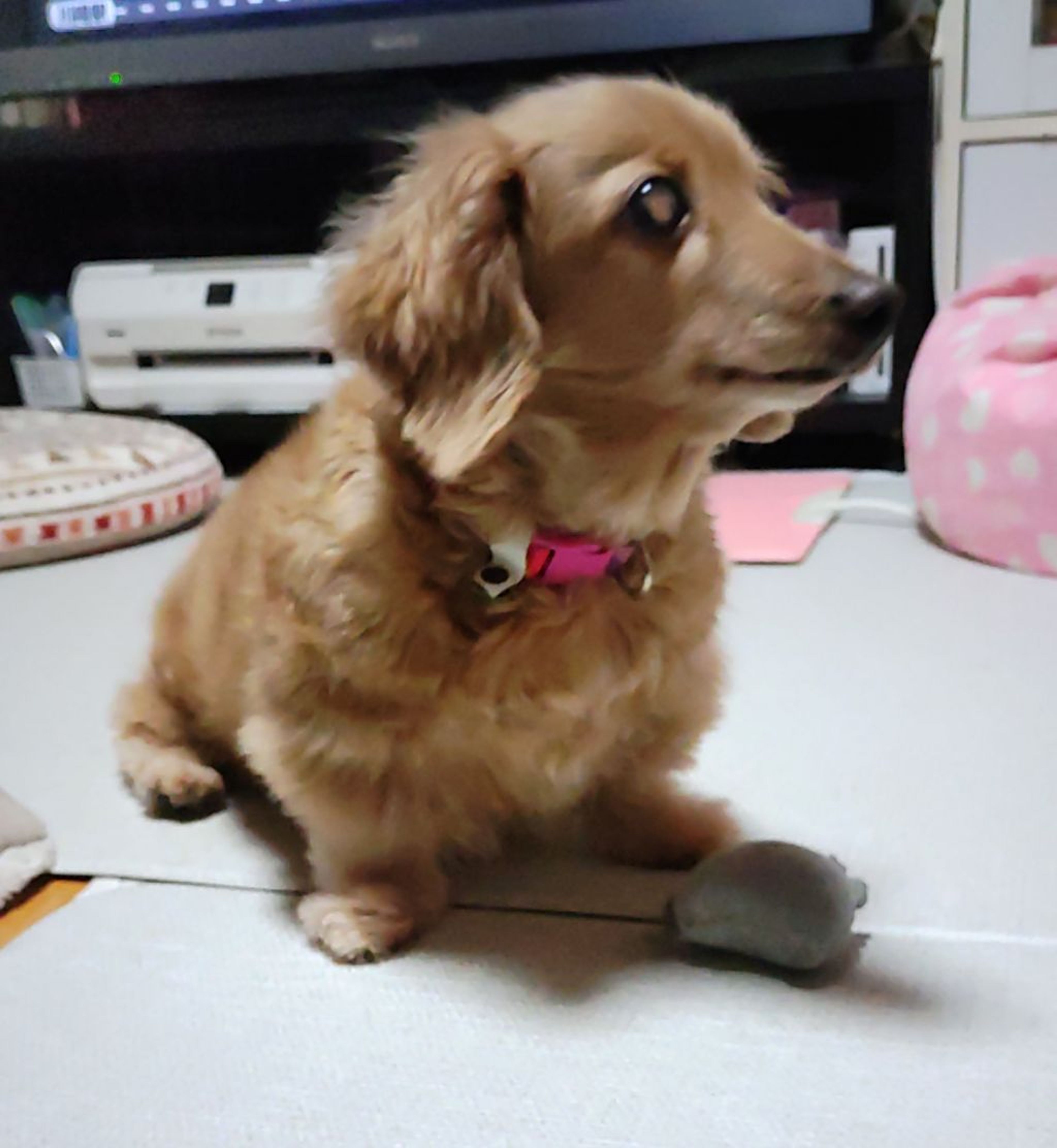 pet-image-2