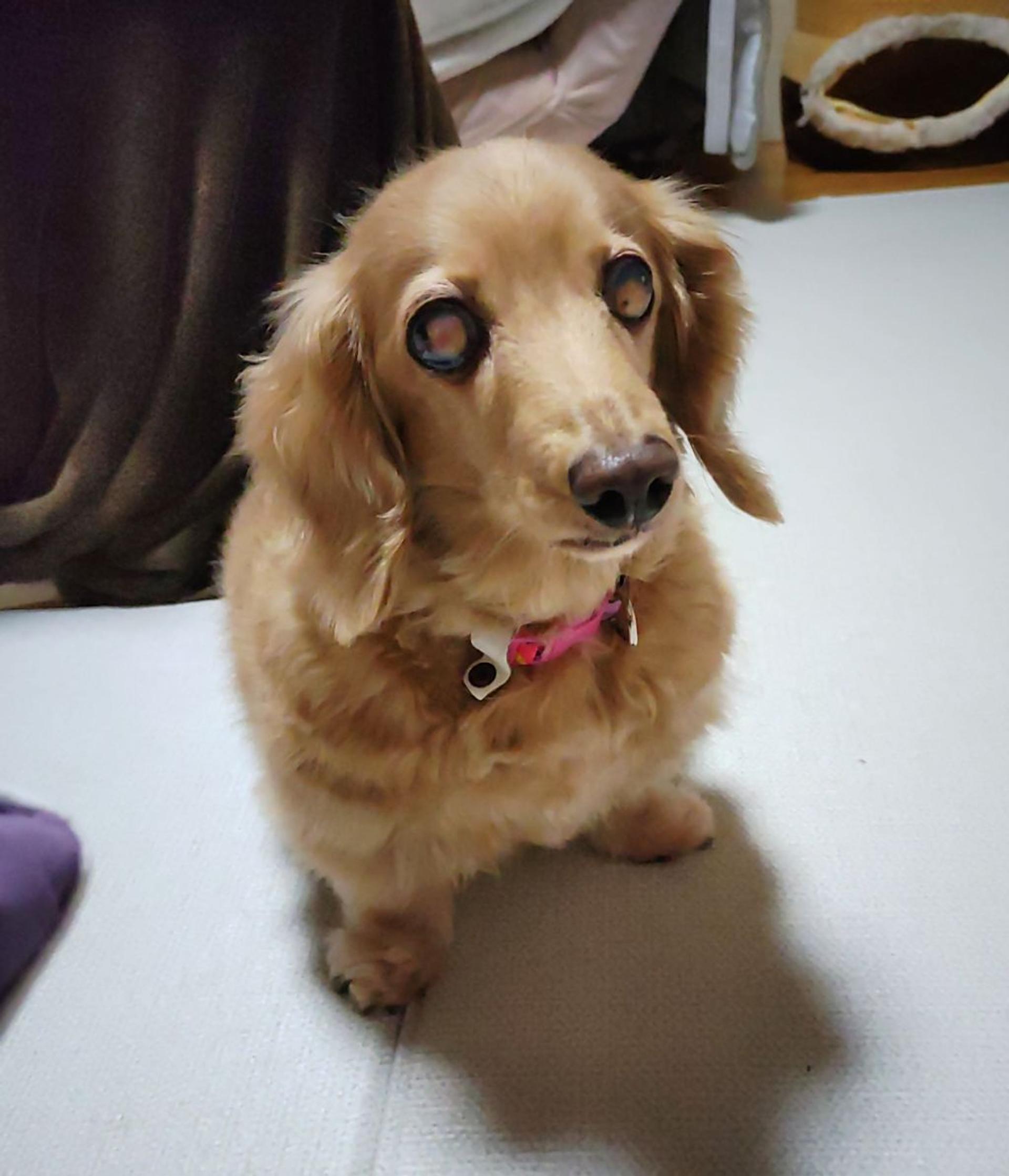 pet-image-3