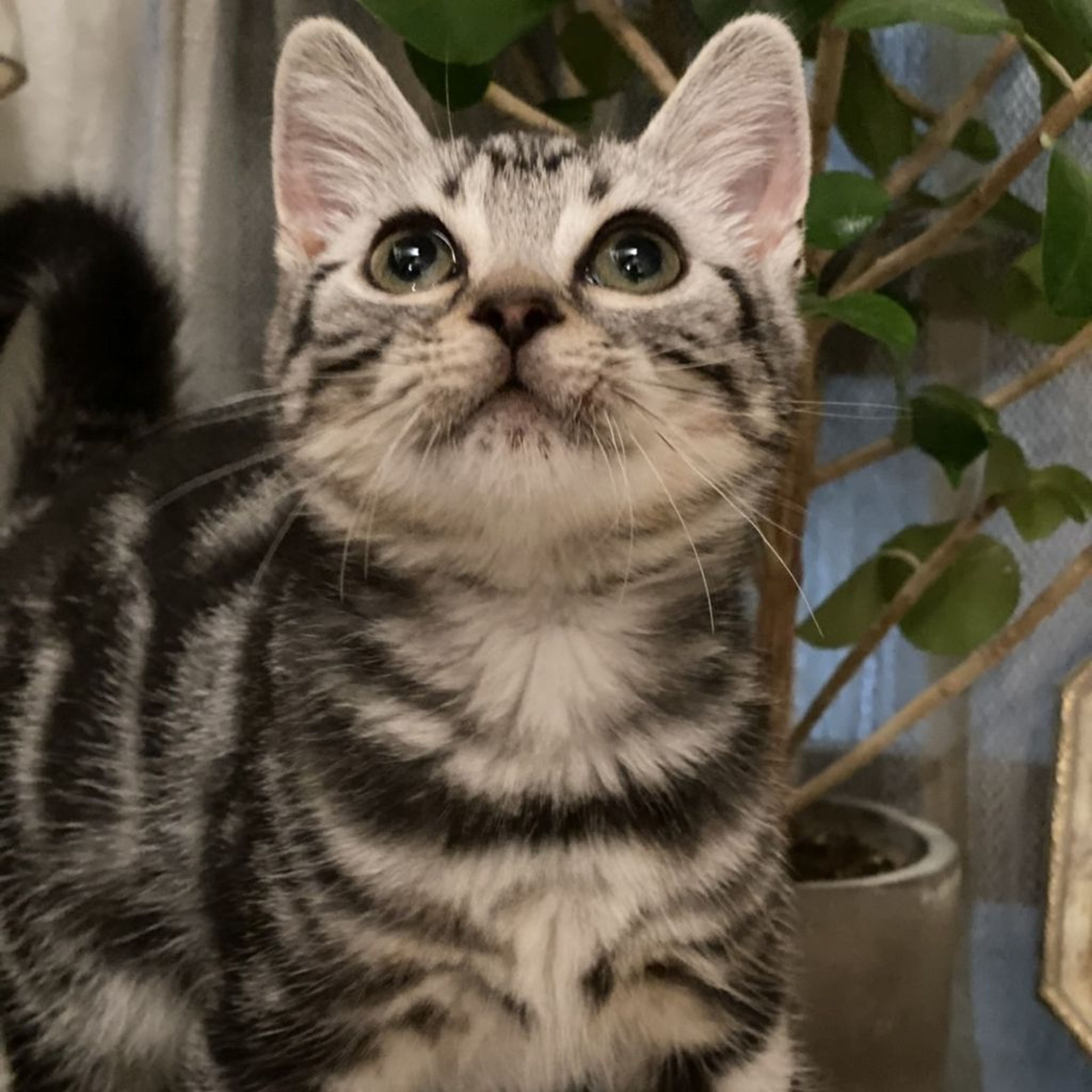 pet-image-5