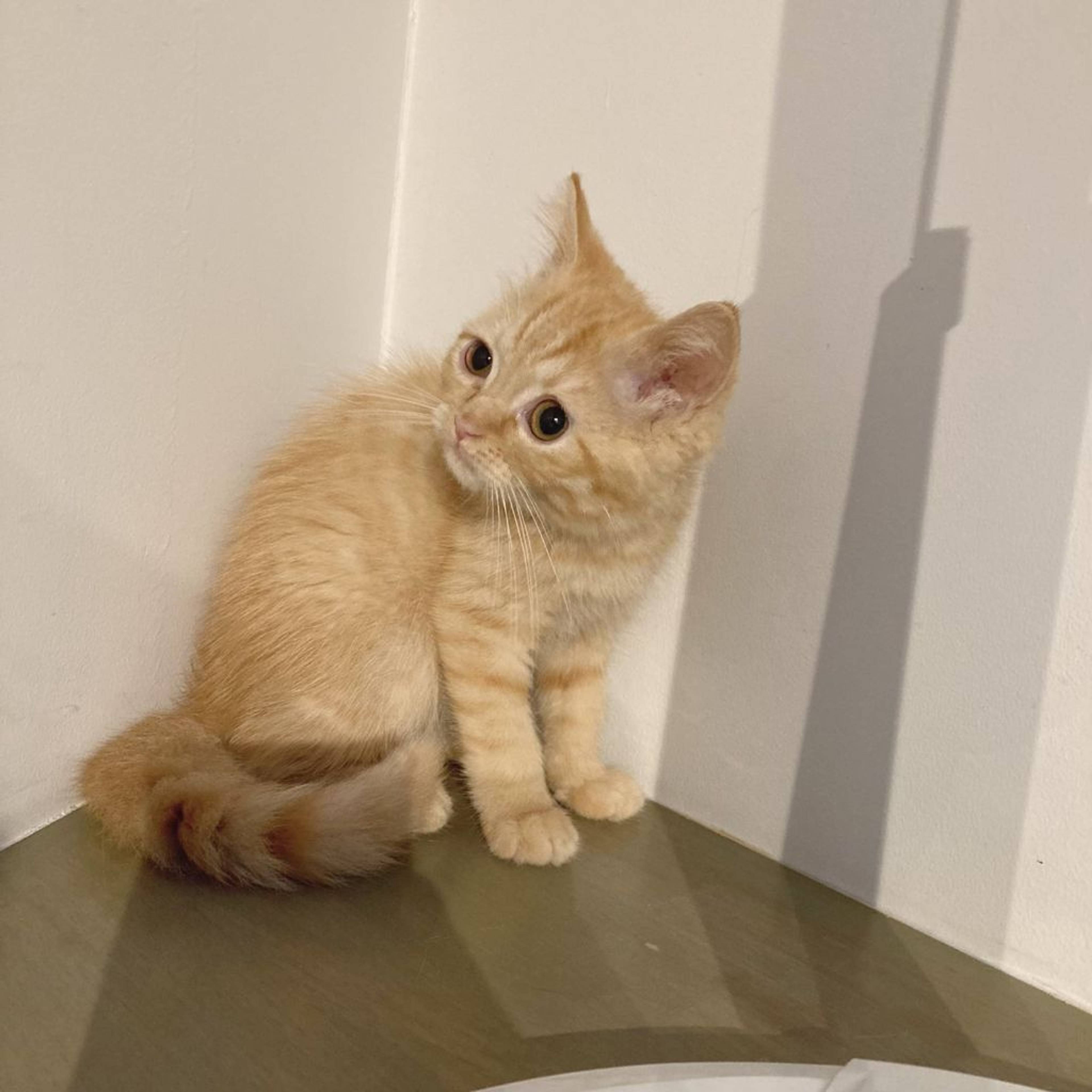 マンチカン・メスの里親募集の写真