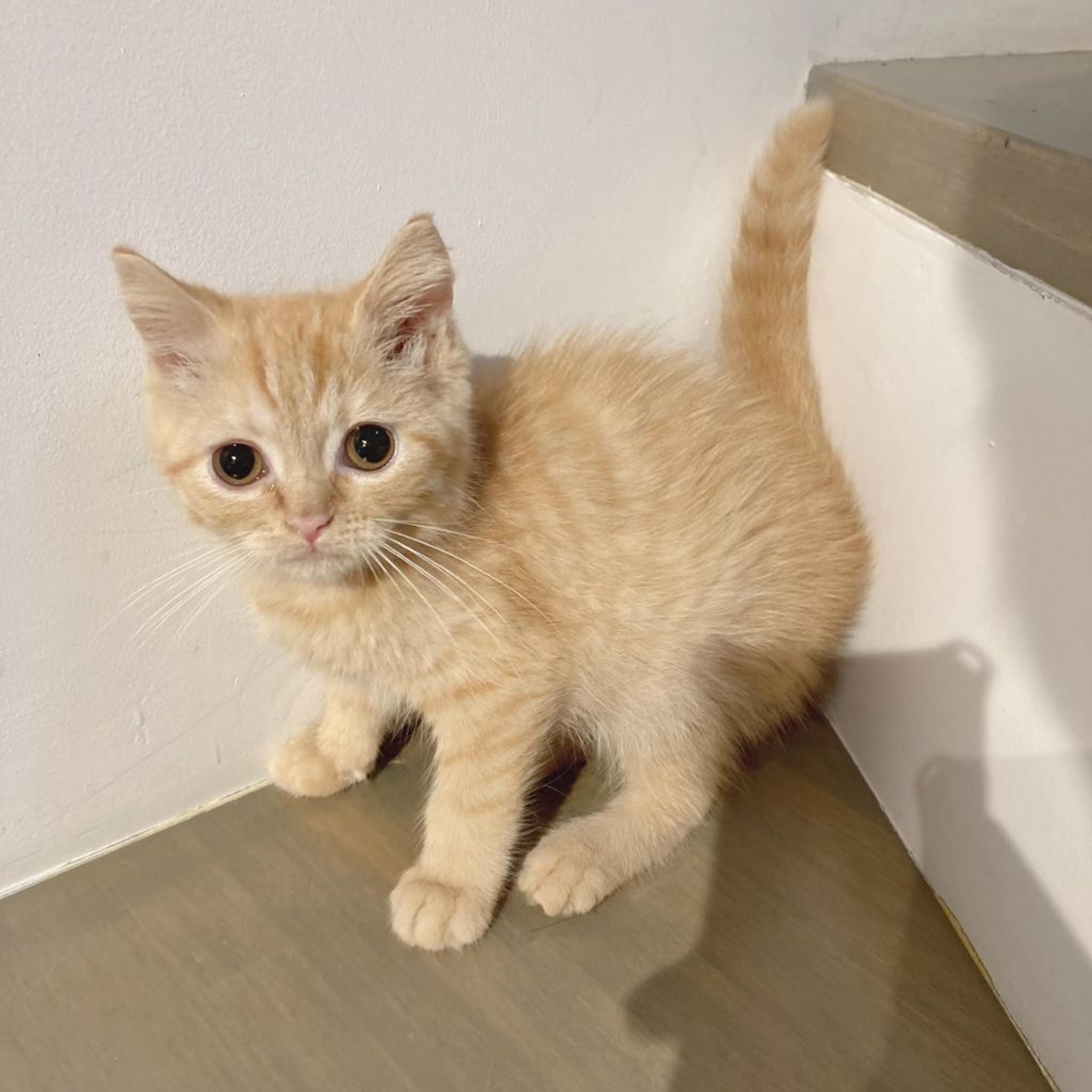pet-image-3
