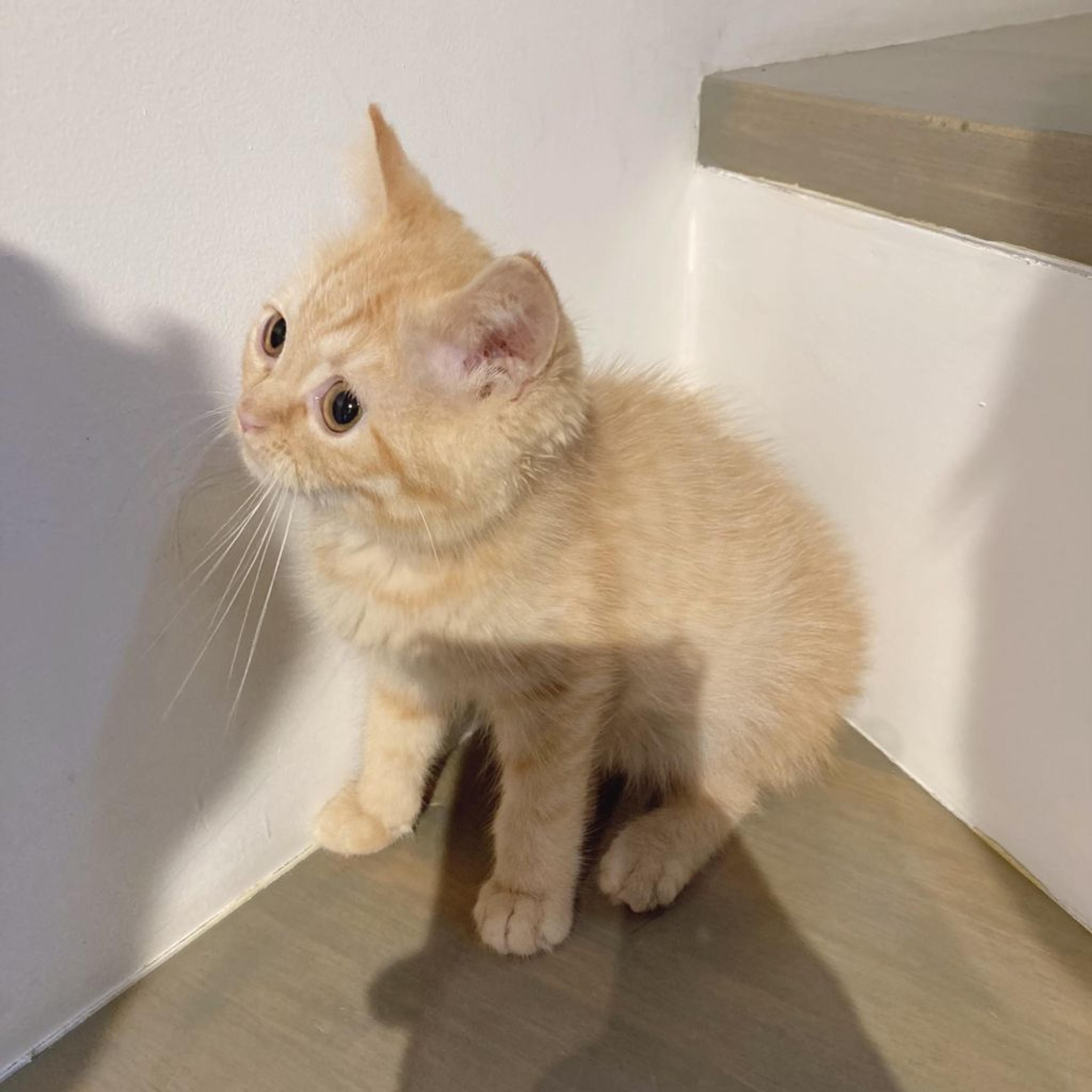 pet-image-4