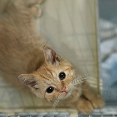 マンチカン・メスの里親募集の写真