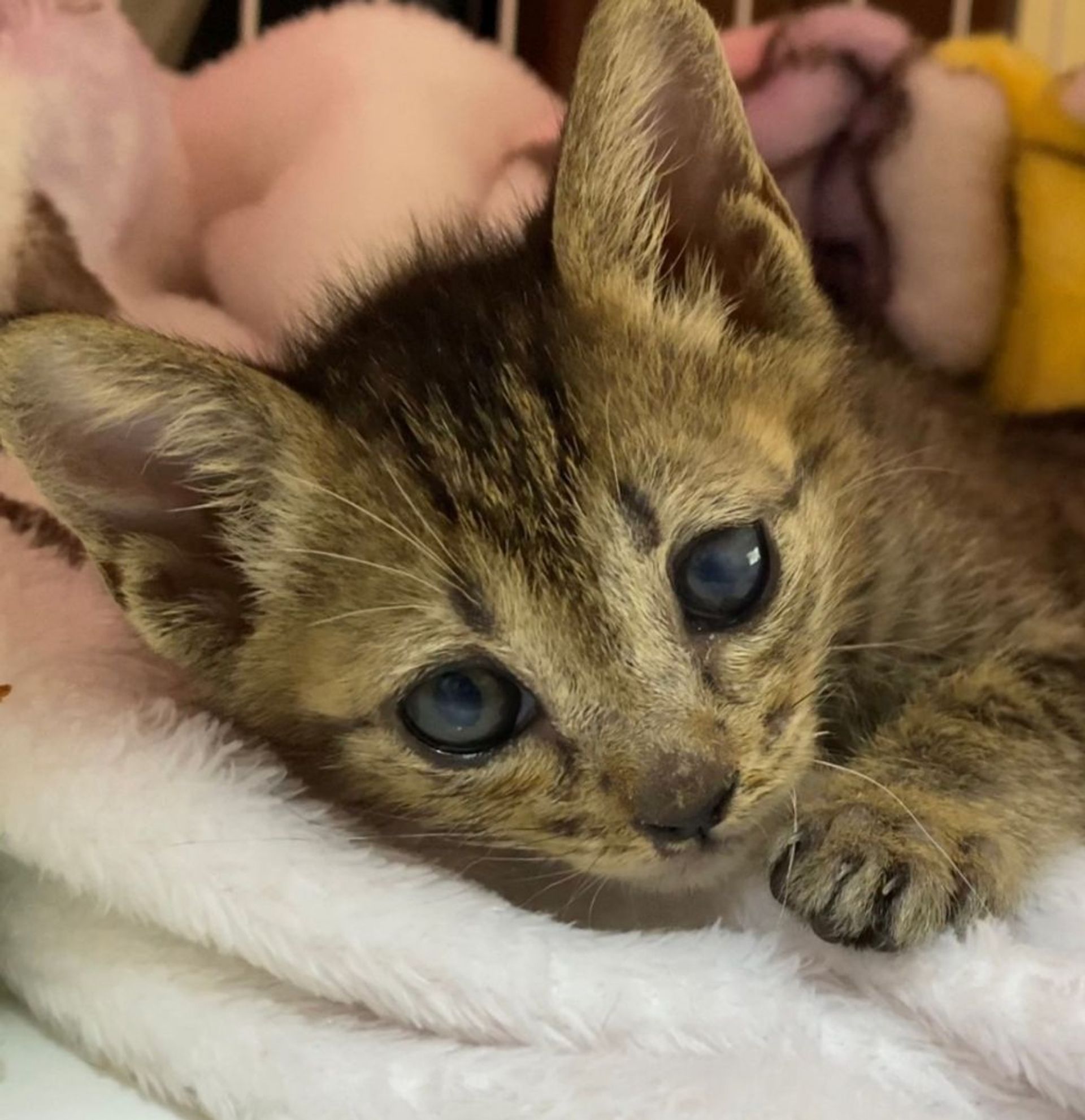 雑種（ミックス猫）・オスの里親募集の写真