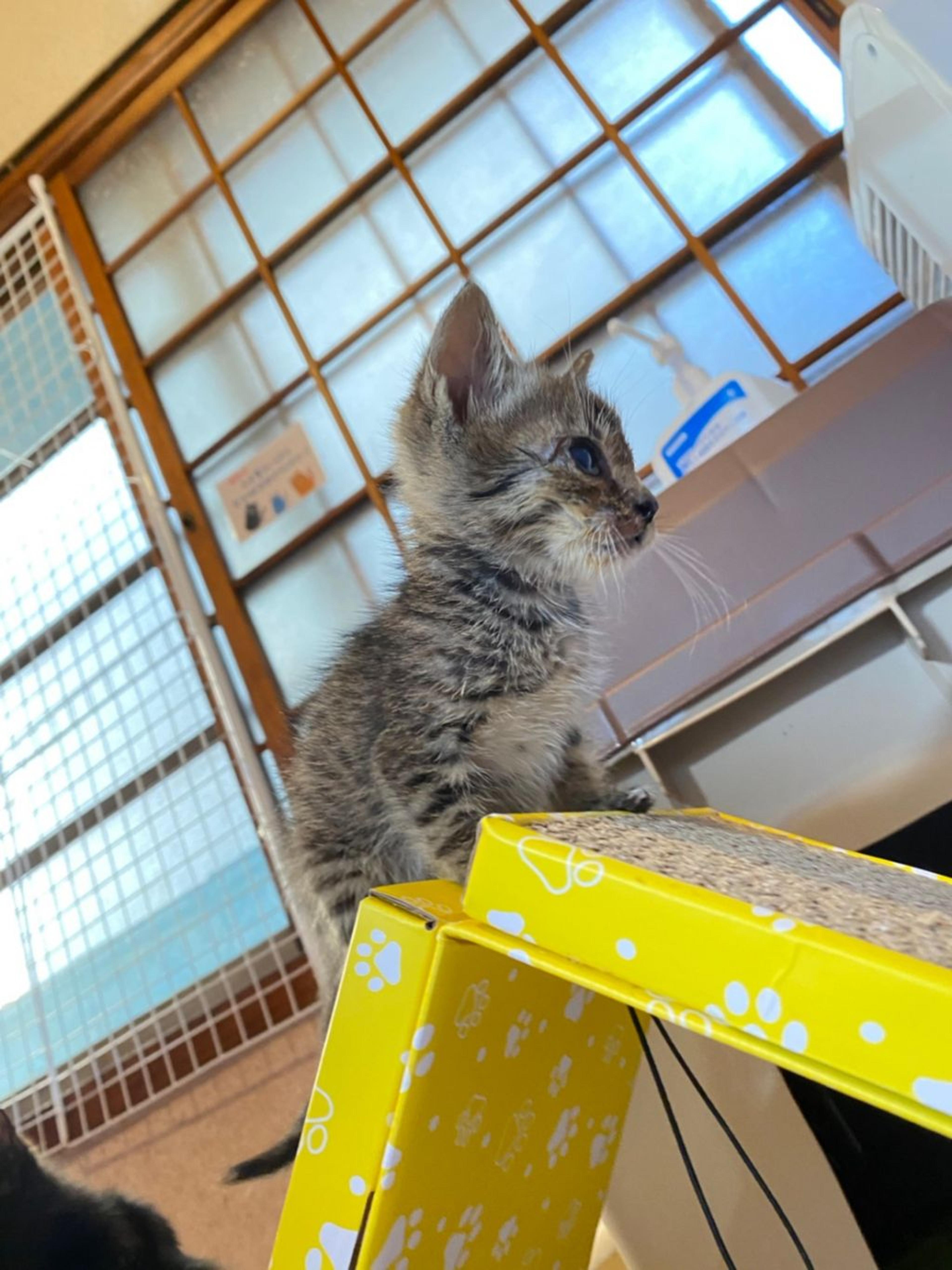 pet-image-2