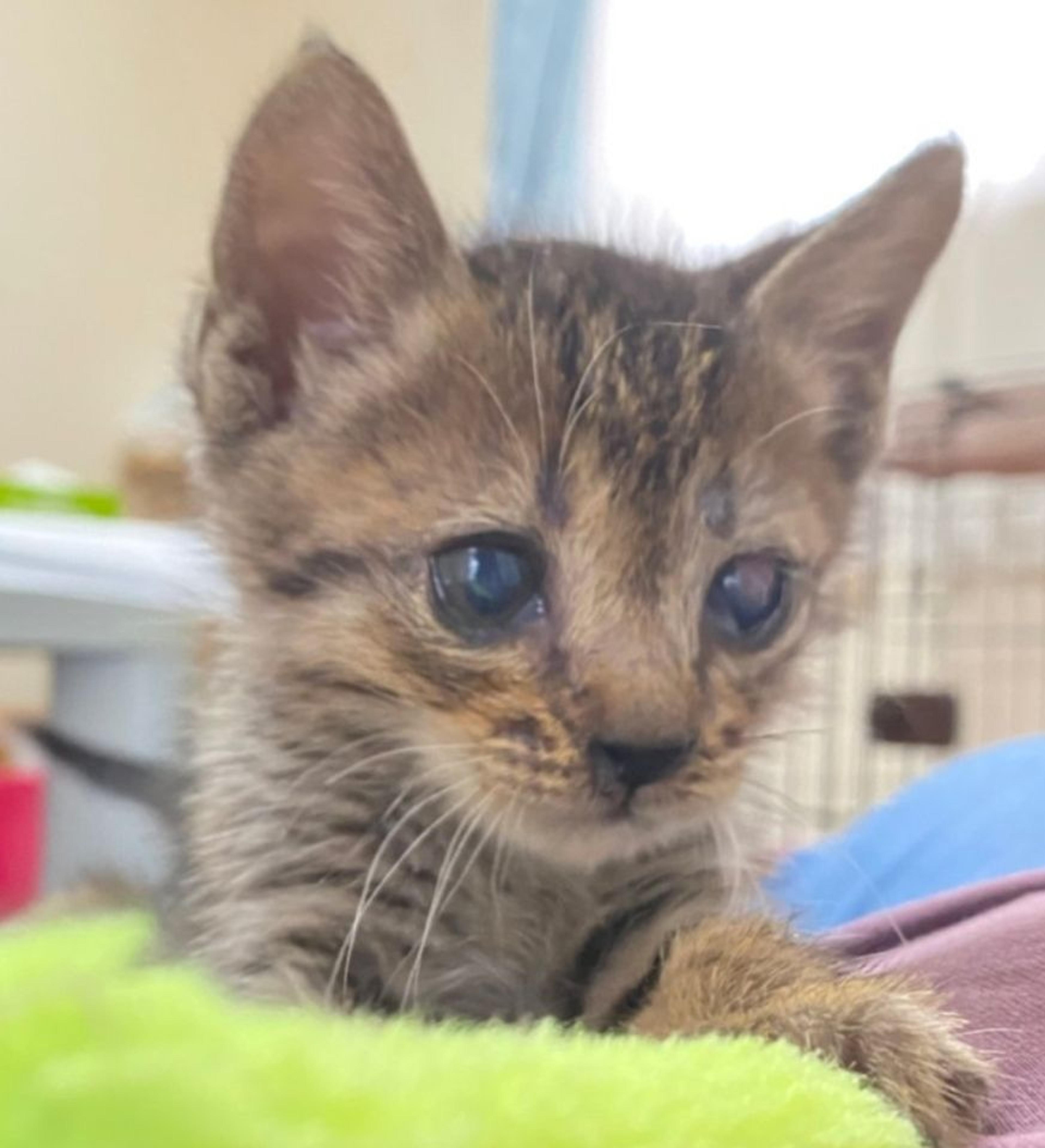 pet-image-3