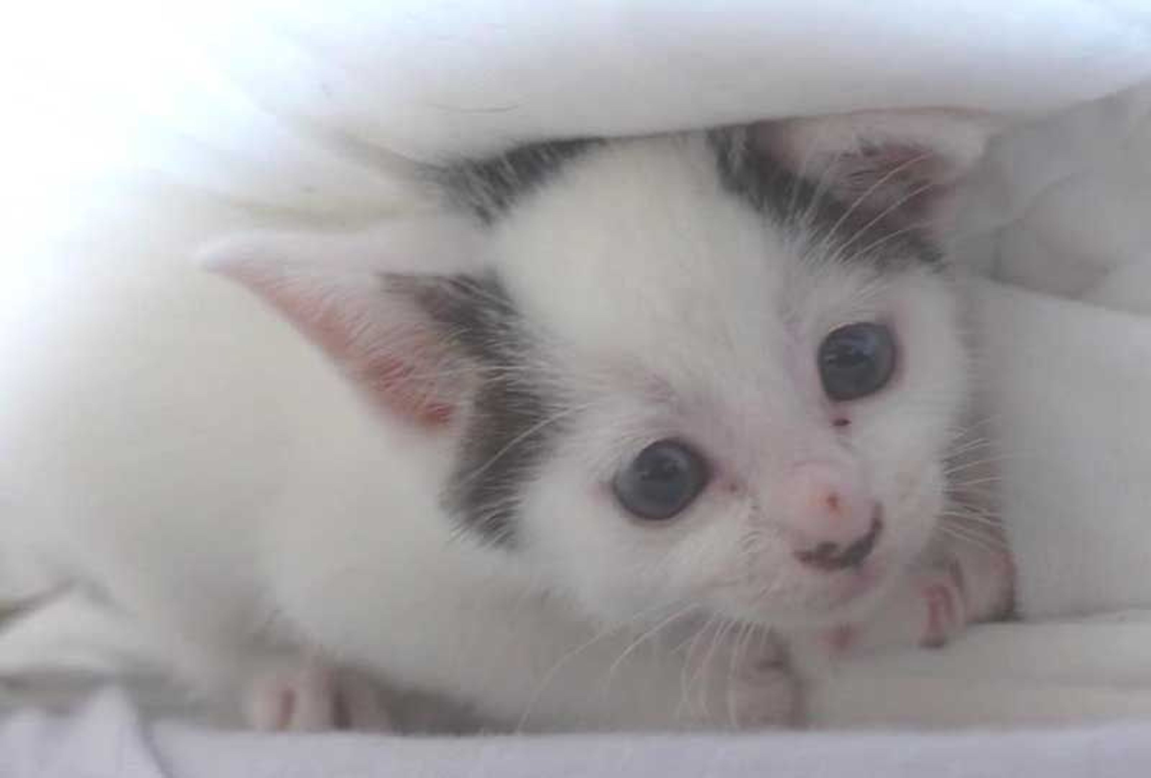 pet-image-2