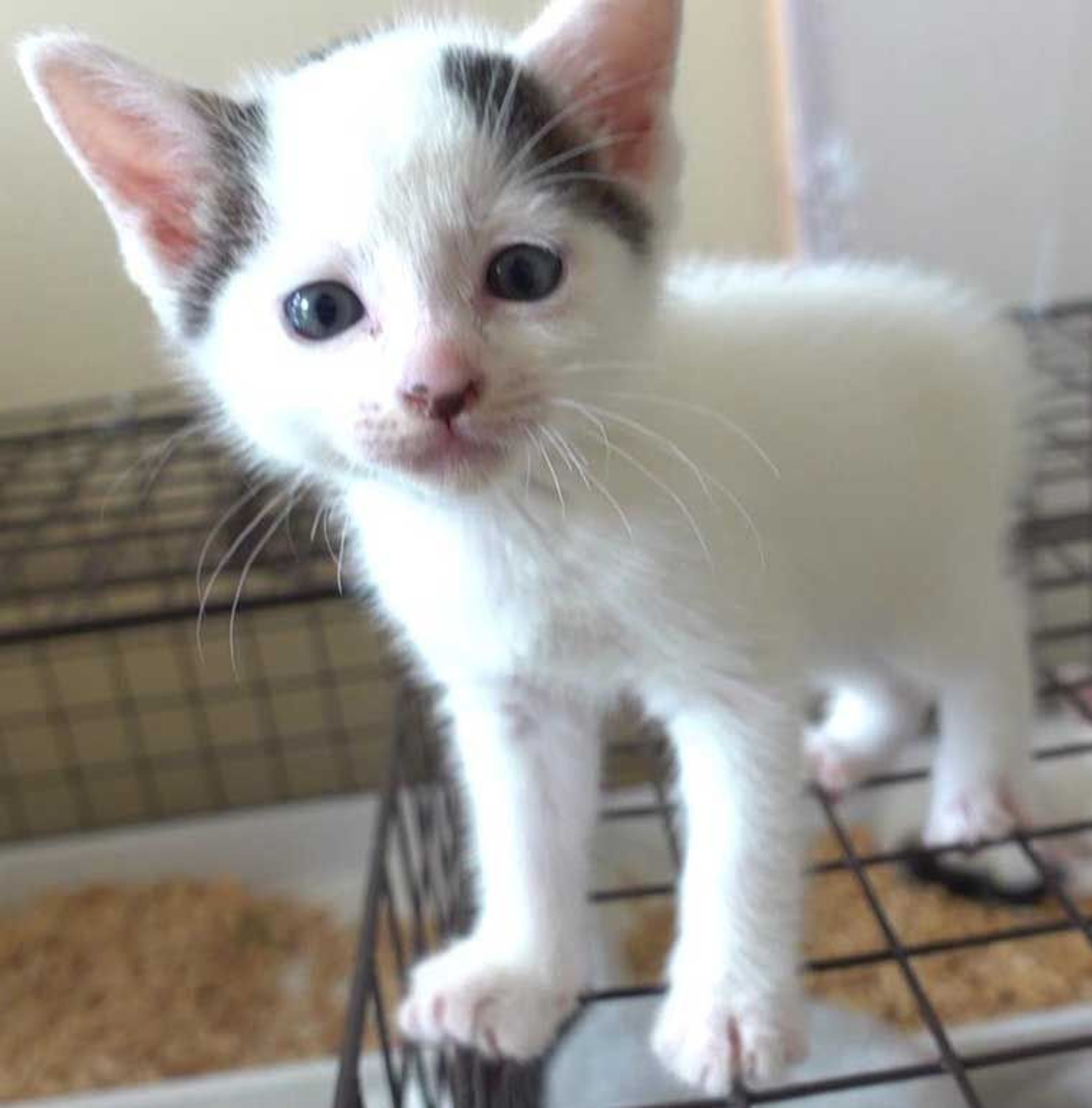 pet-image-3