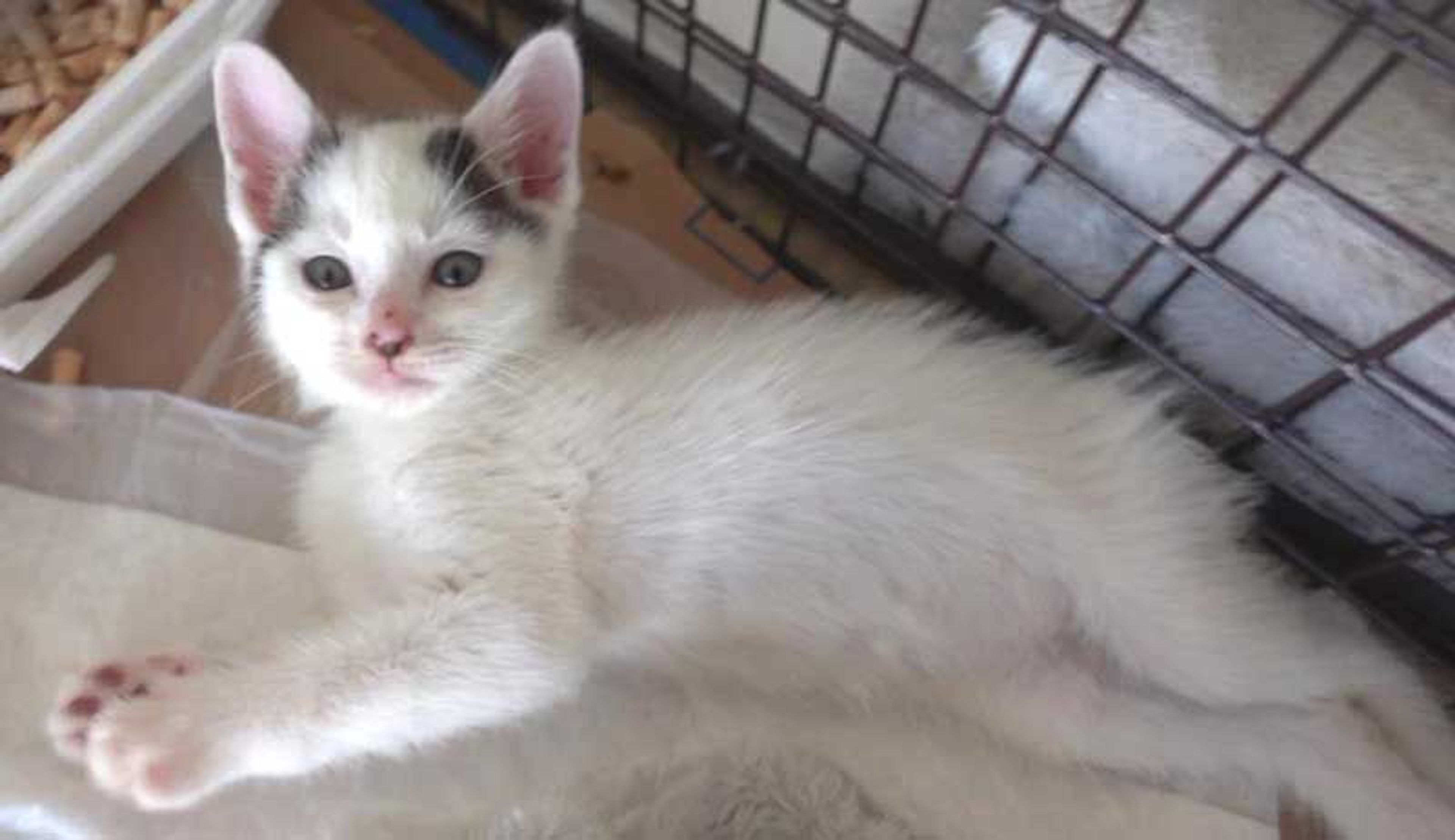 pet-image-4
