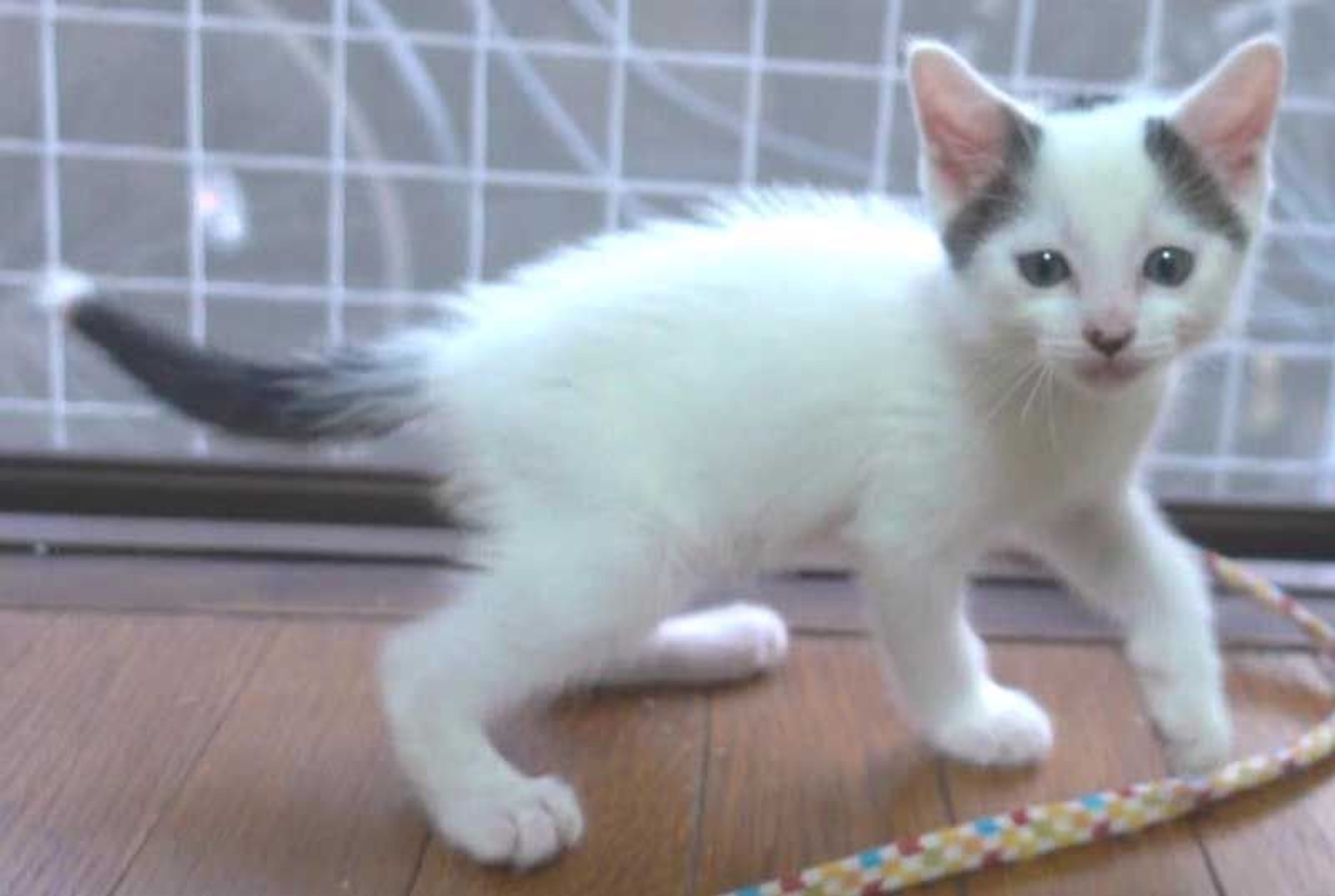 pet-image-5