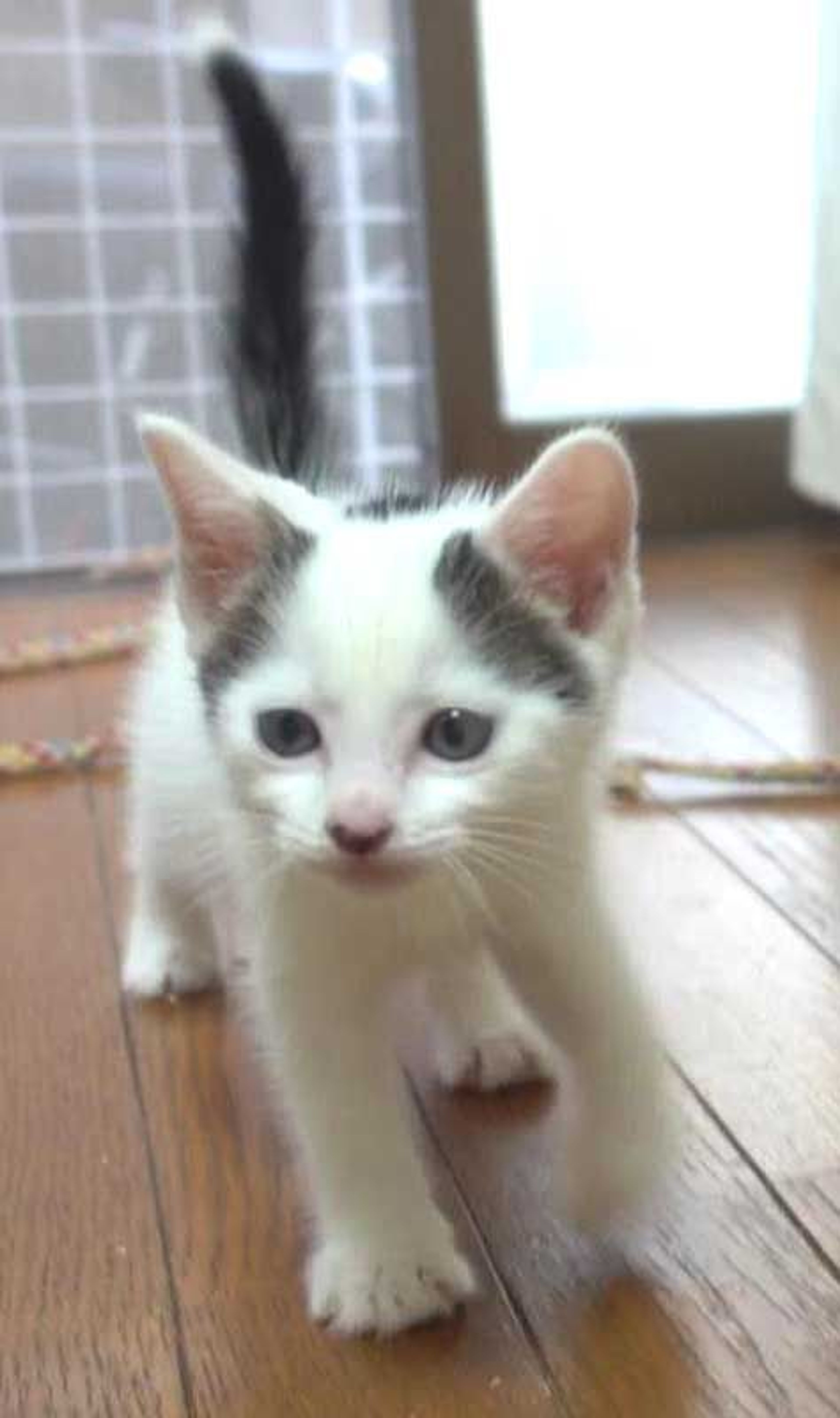 pet-image-6