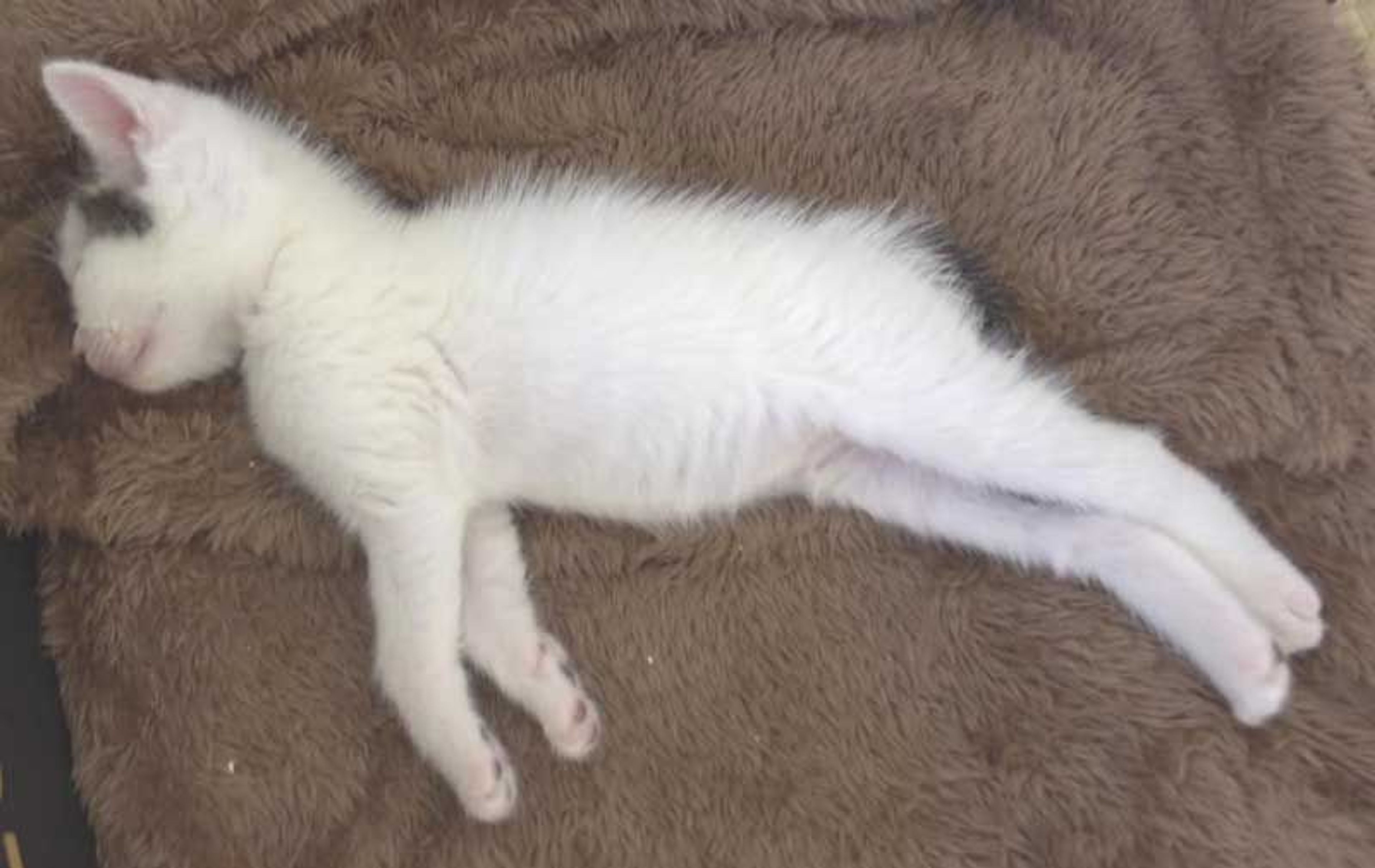 pet-image-8