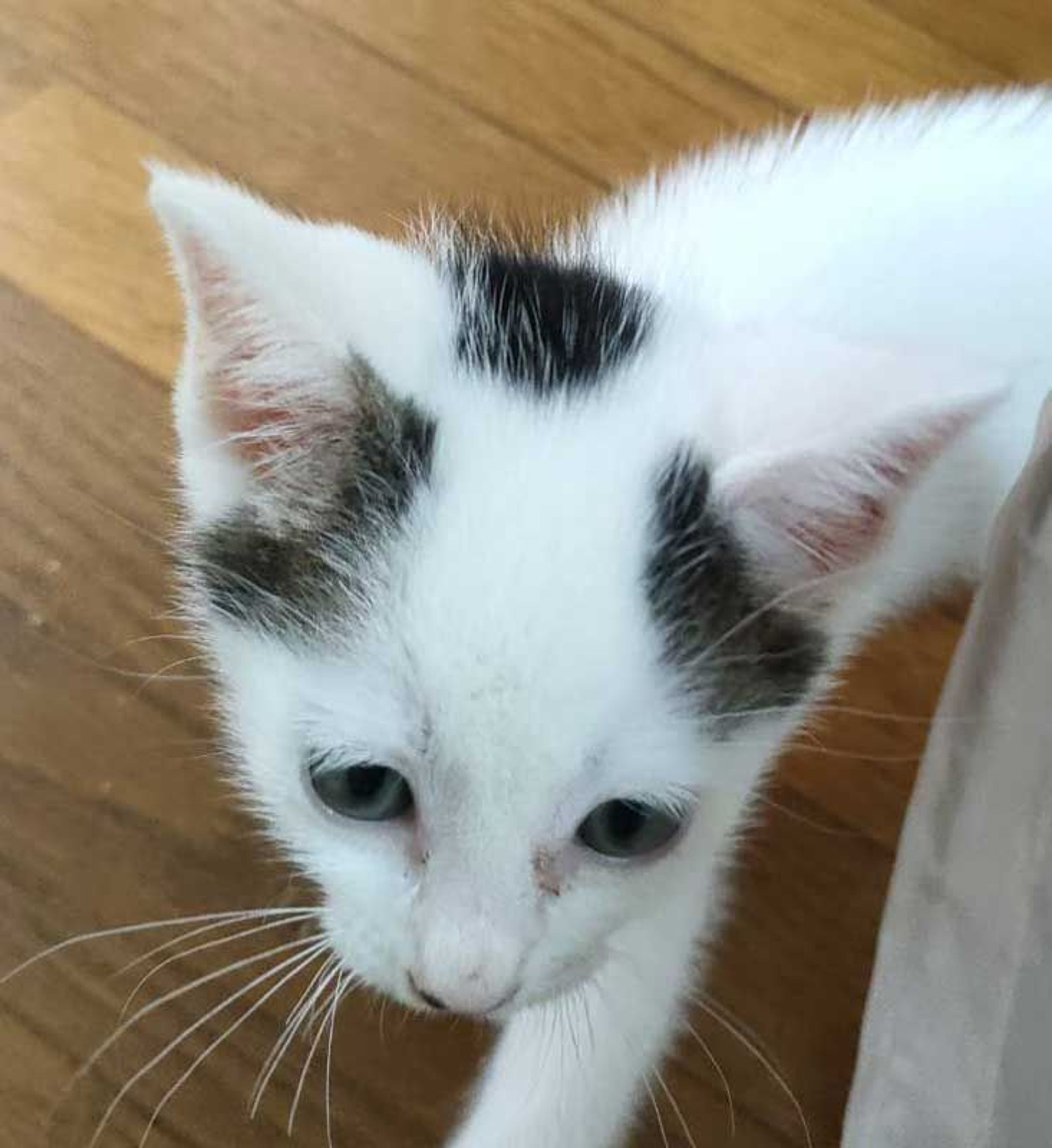 pet-image-9
