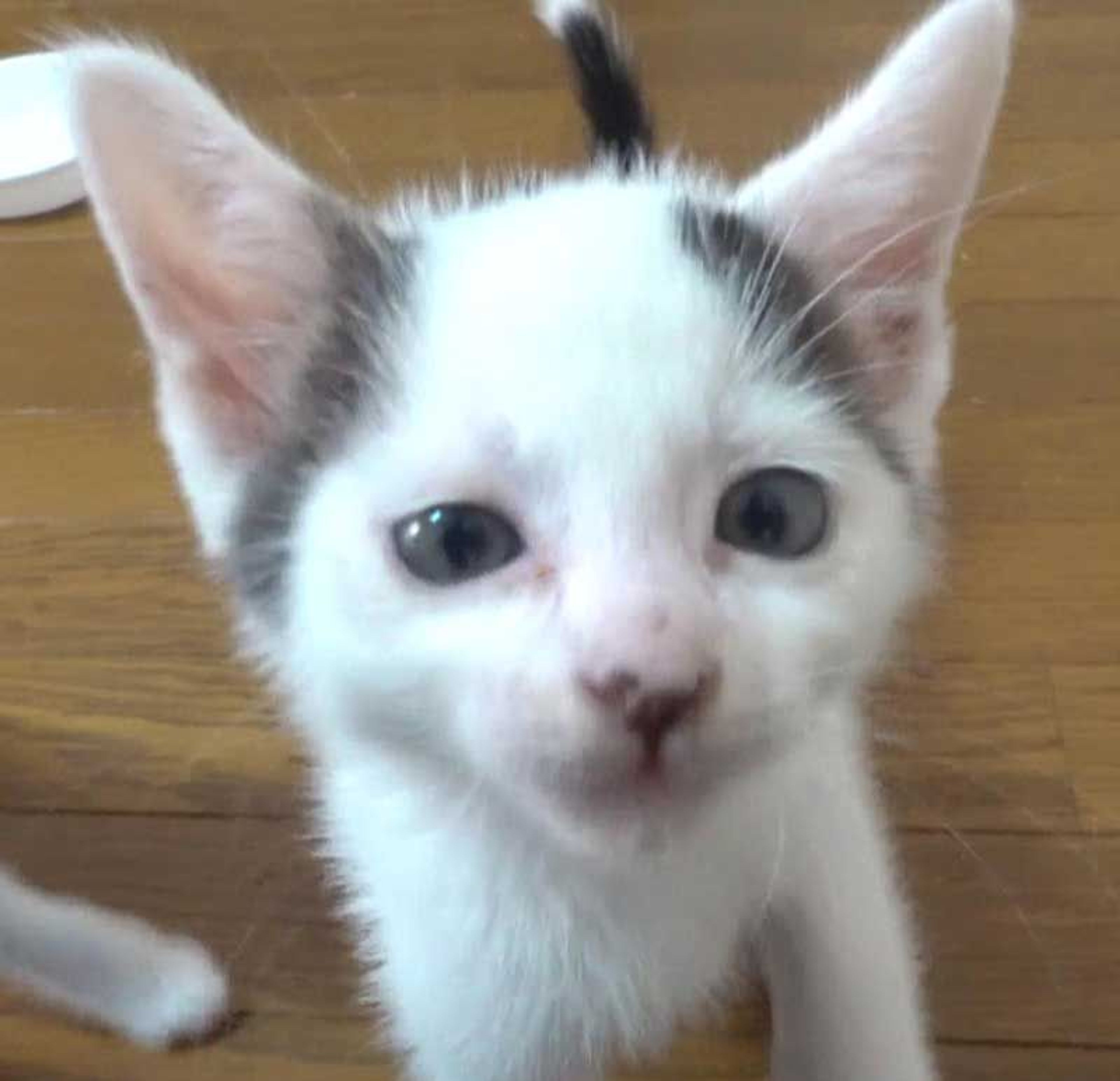 pet-image-10