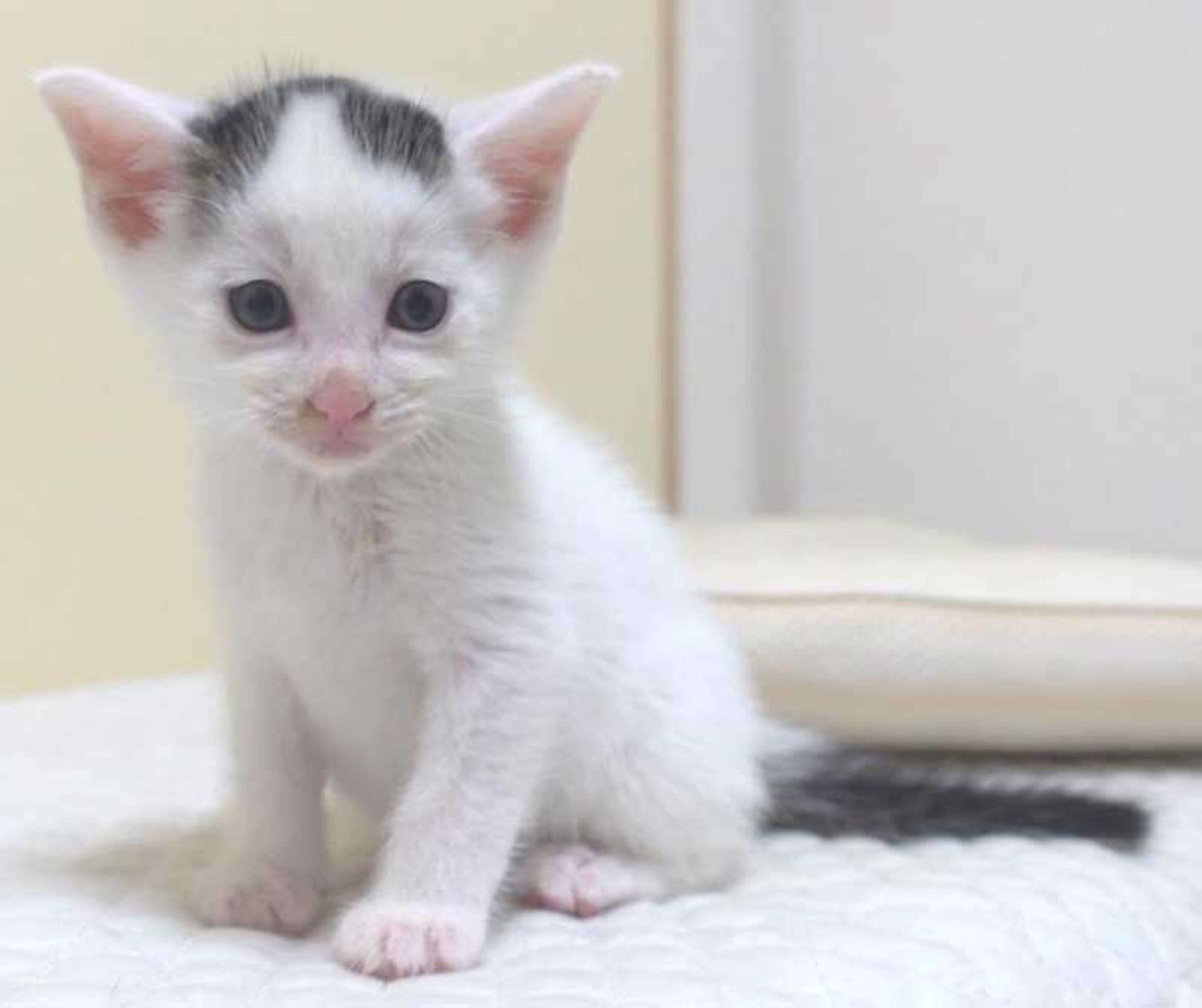 pet-image-2