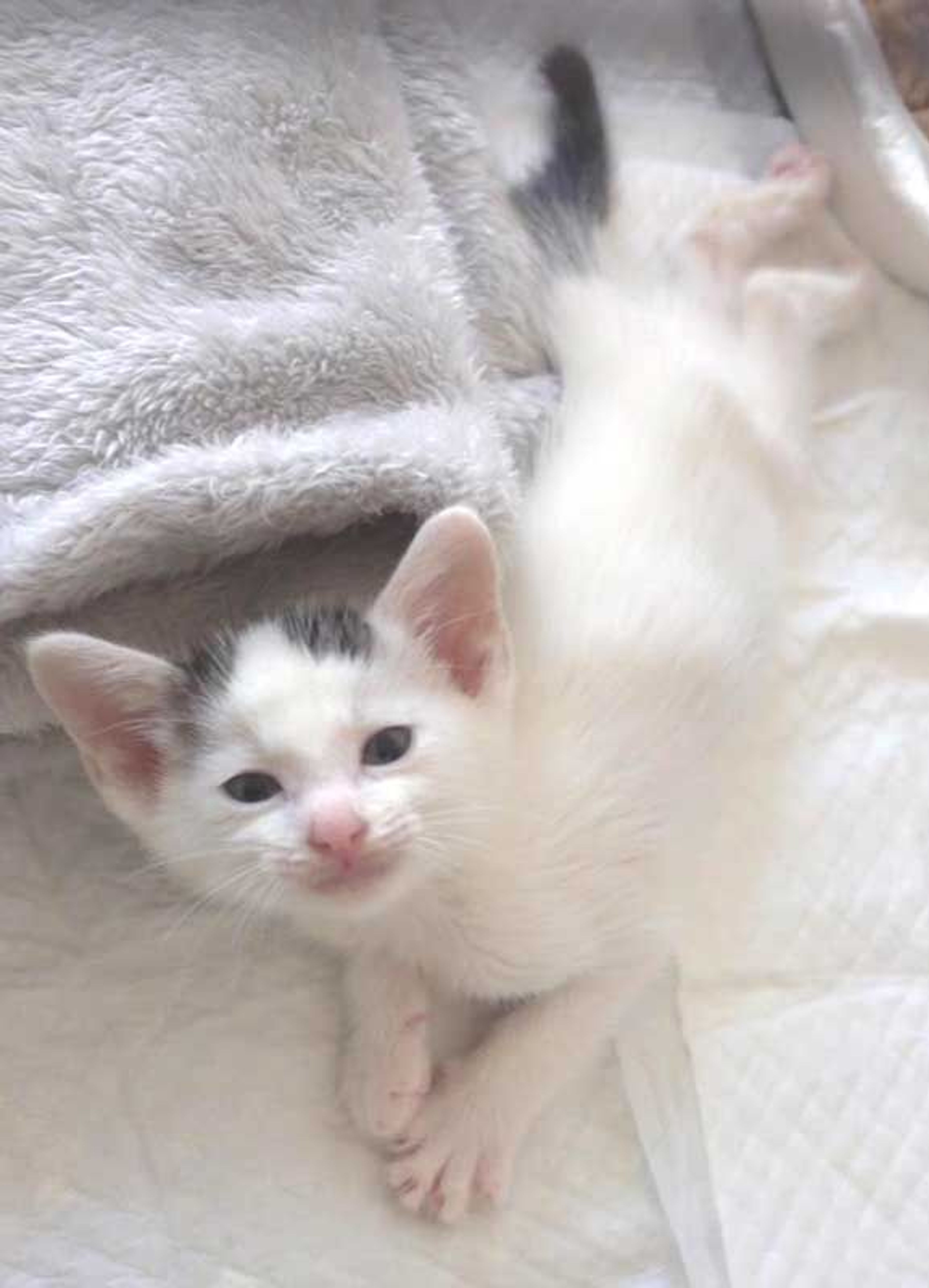 pet-image-3