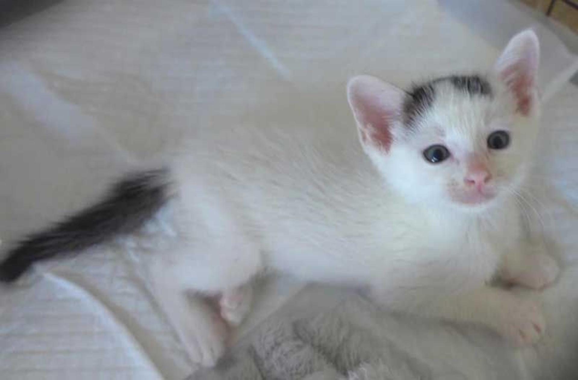 pet-image-4