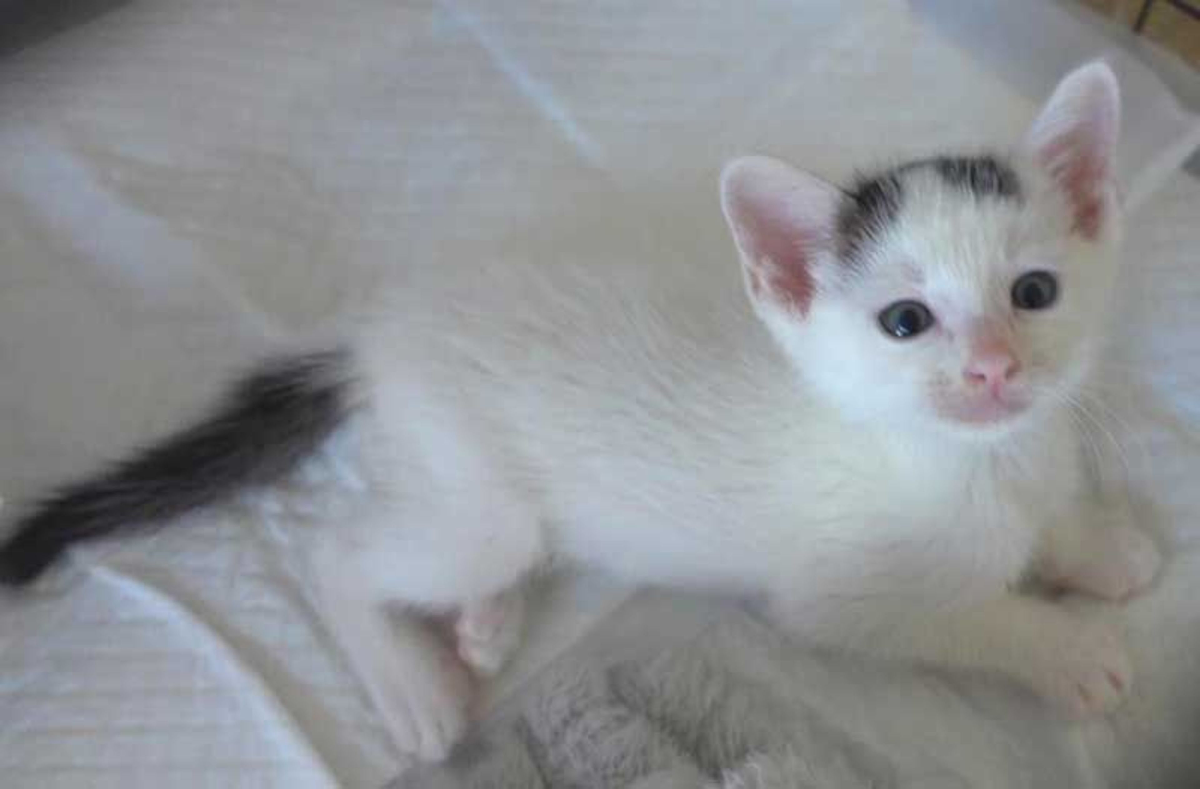 pet-image-4
